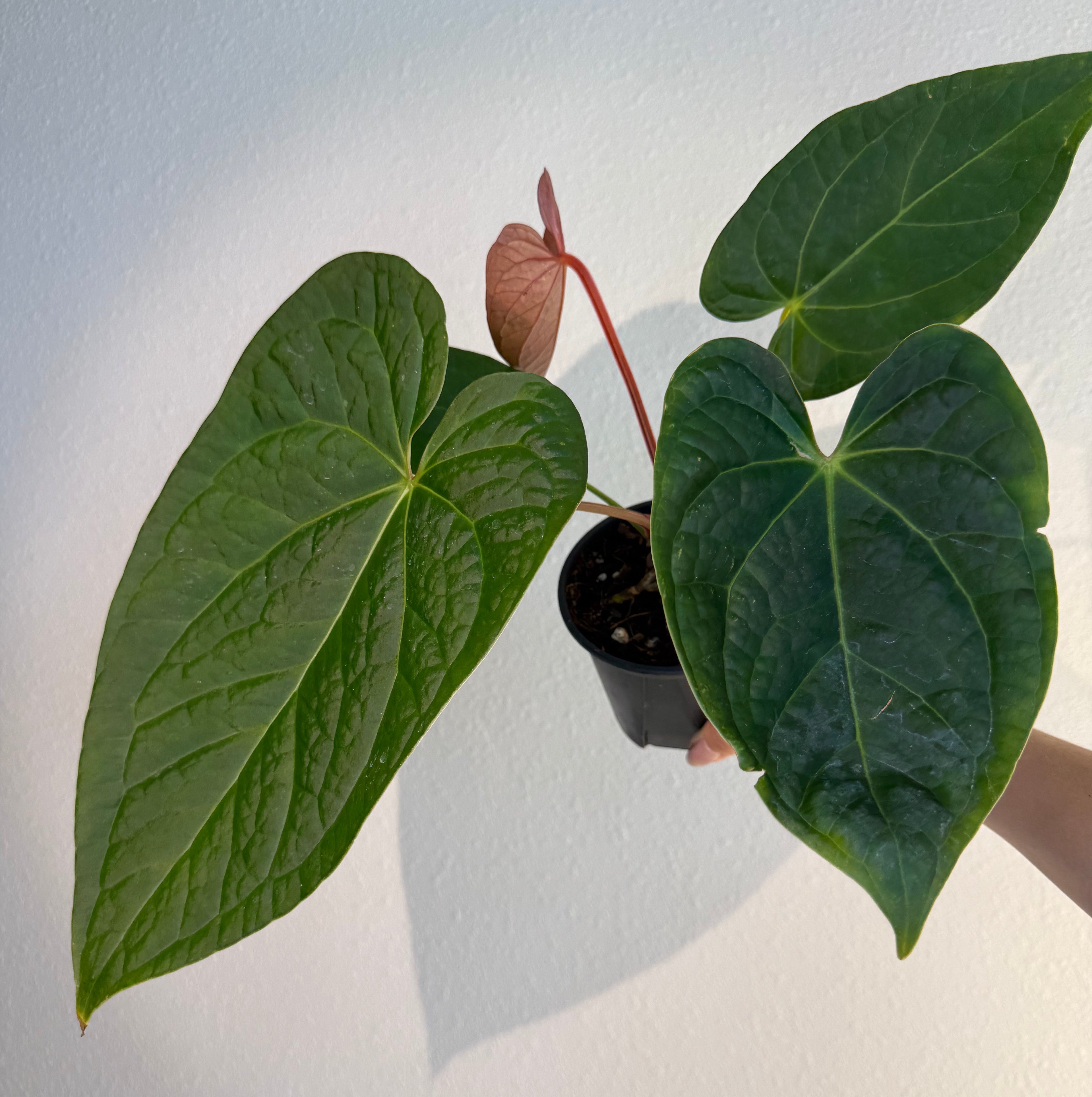 Anthurium Dorayaki x Luxurians