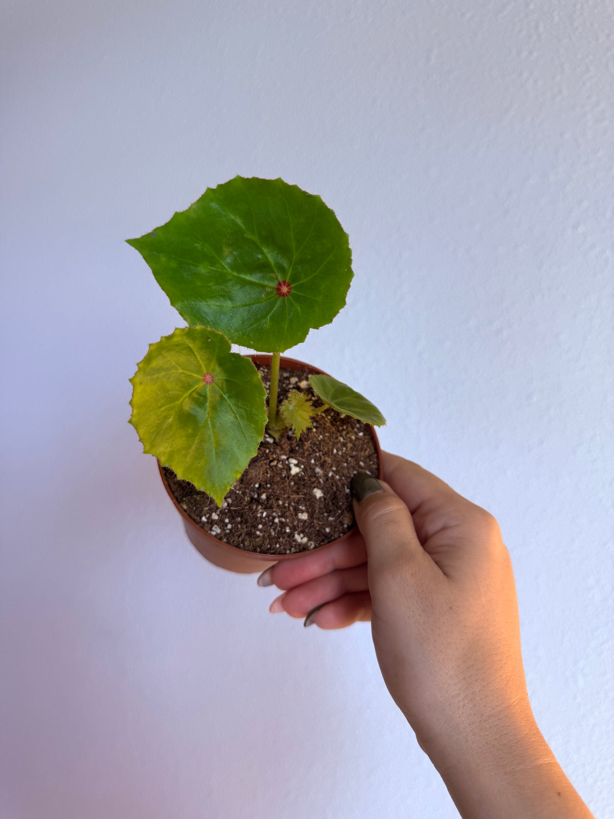Begonia Rouge 4”