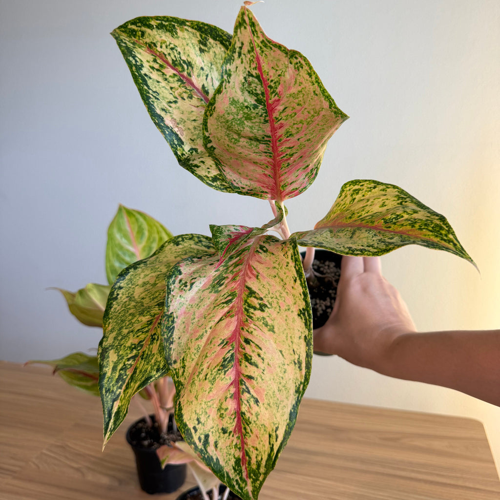 Aglaonema Collection - 3 plant Bundle