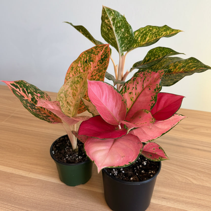 3- Aglaonema Bundle