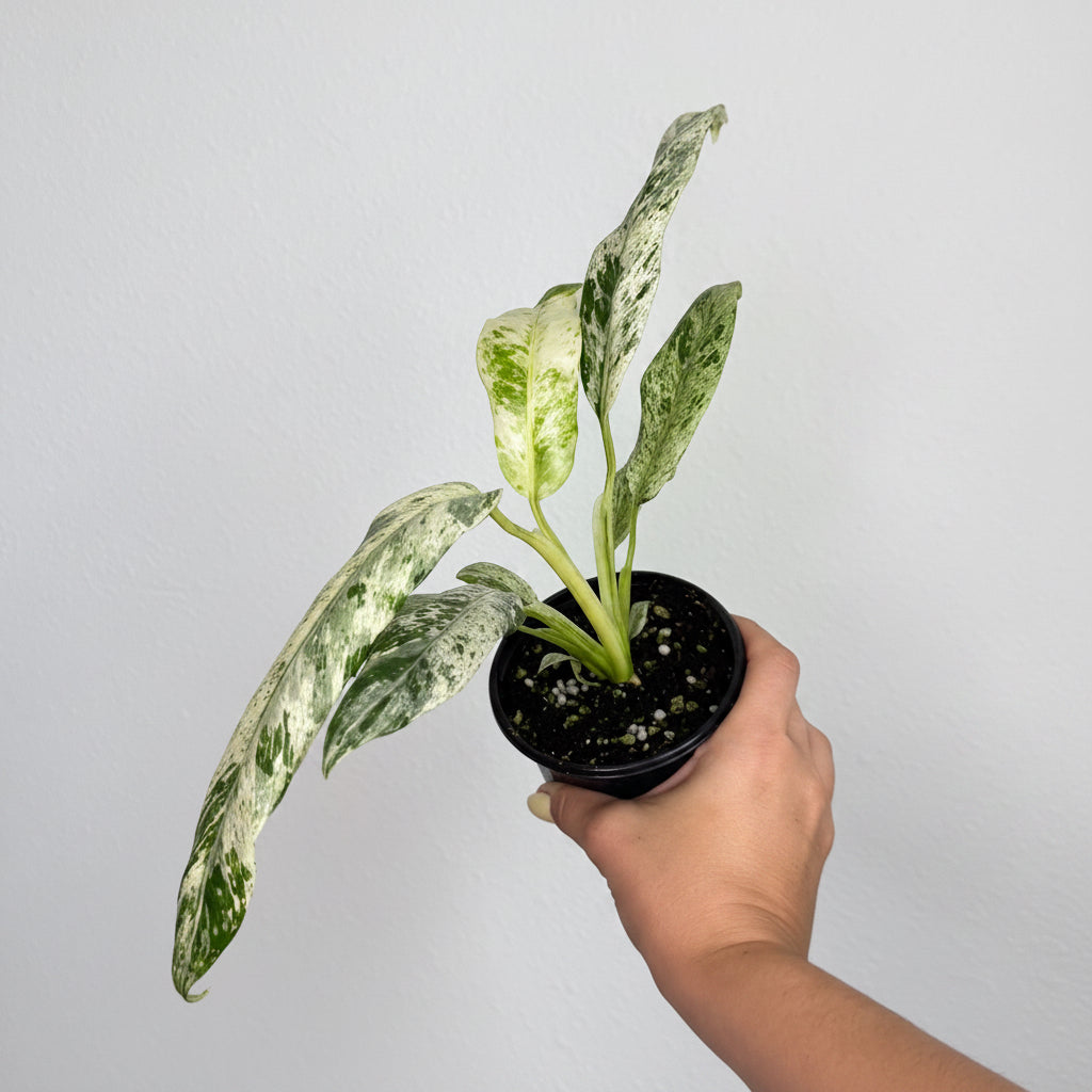 Epipremnum Giganteum Marble 4”