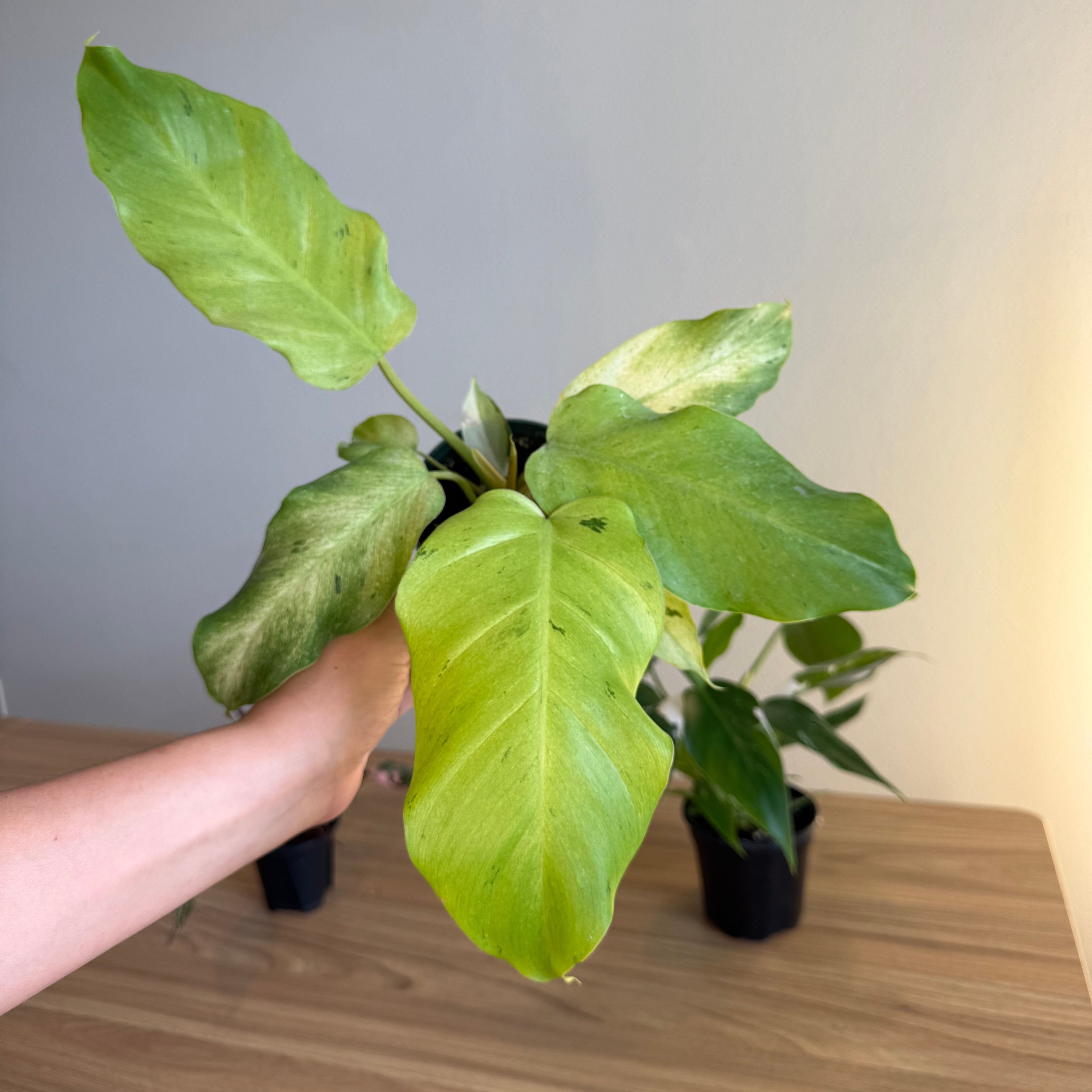 Philodendron Collection - 3 plants Bundle 4”