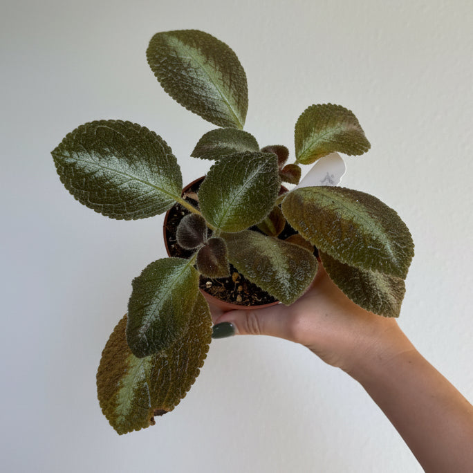 Gesneriad Collection 4” - 3 Plants Bundle