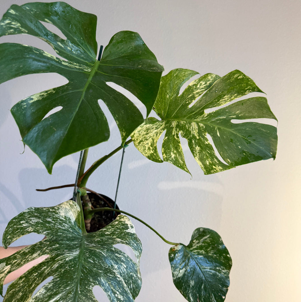 Monstera White monster splash