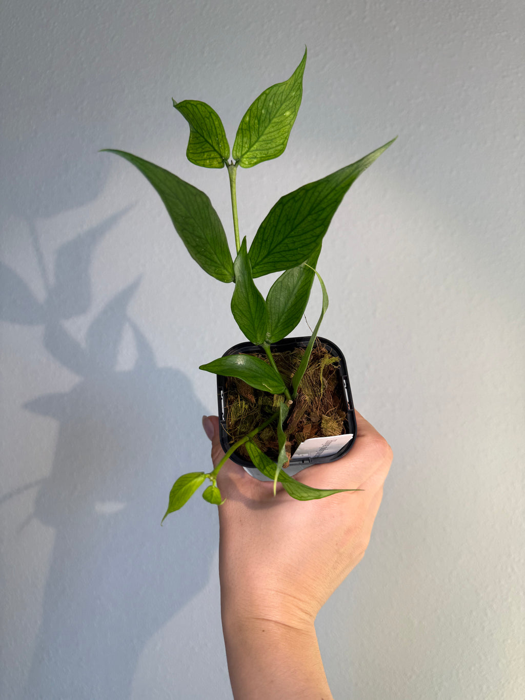 Hoya Polyneura
