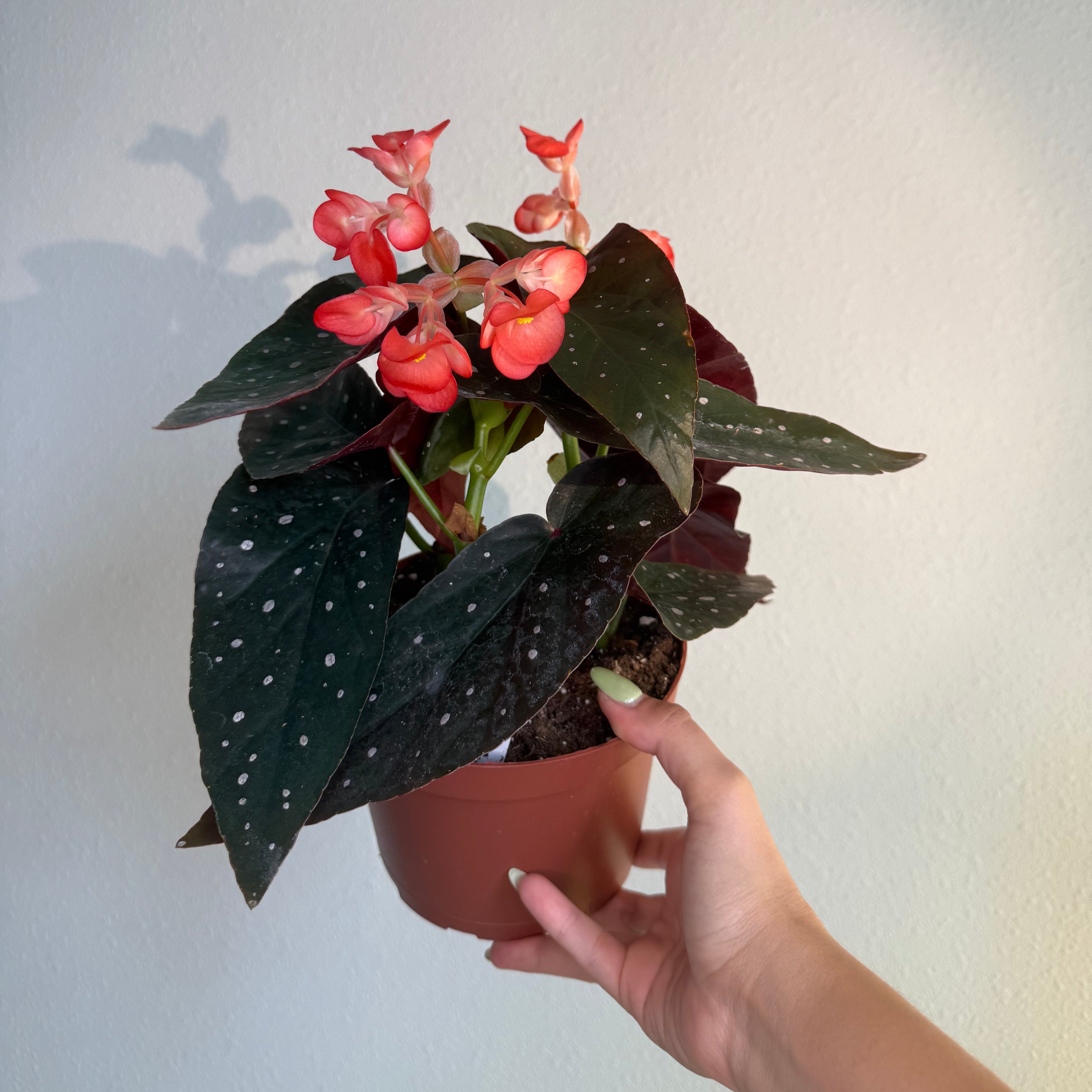 Begonia Angel Wing Aurora 6”
