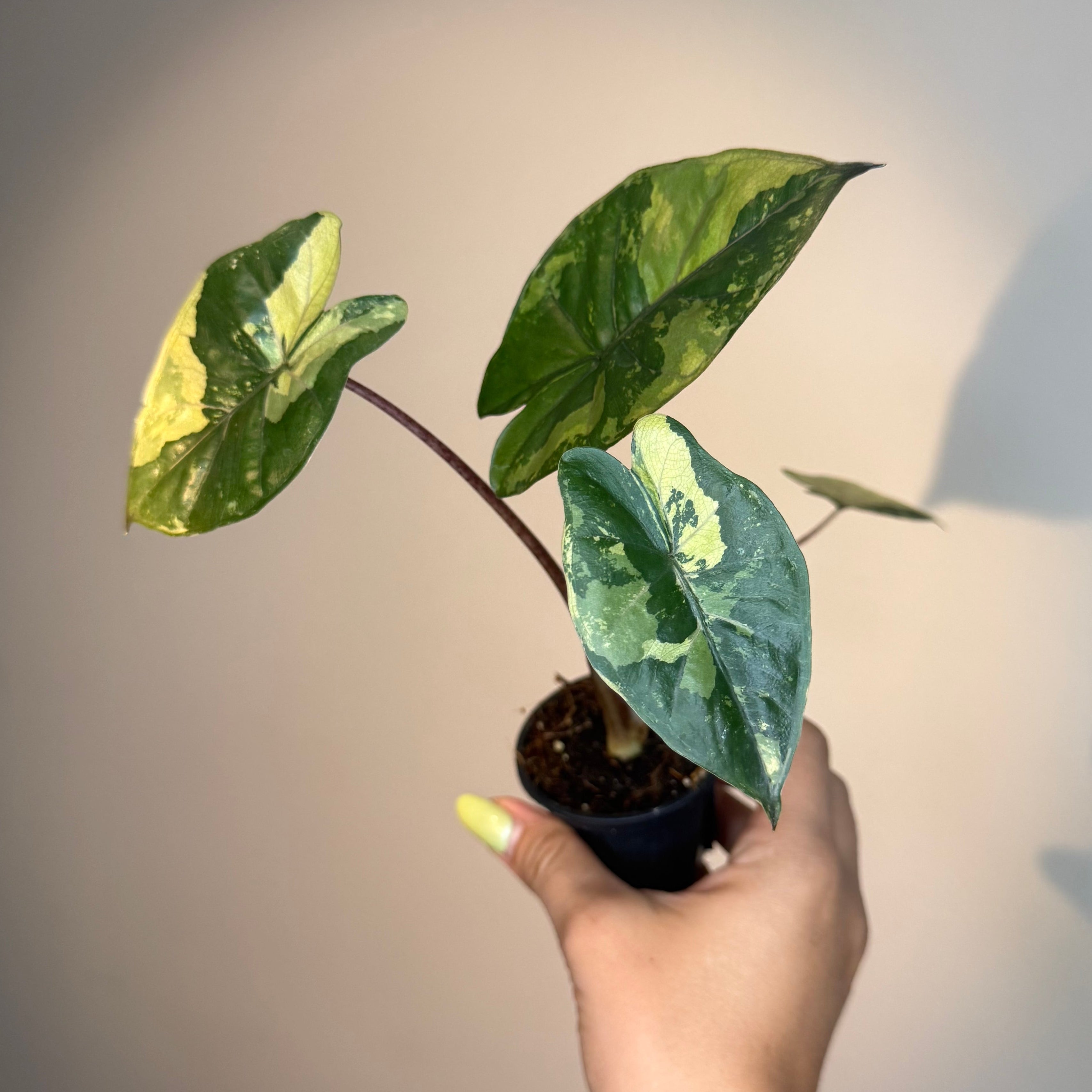 Alocasia Yucatán Princess Var