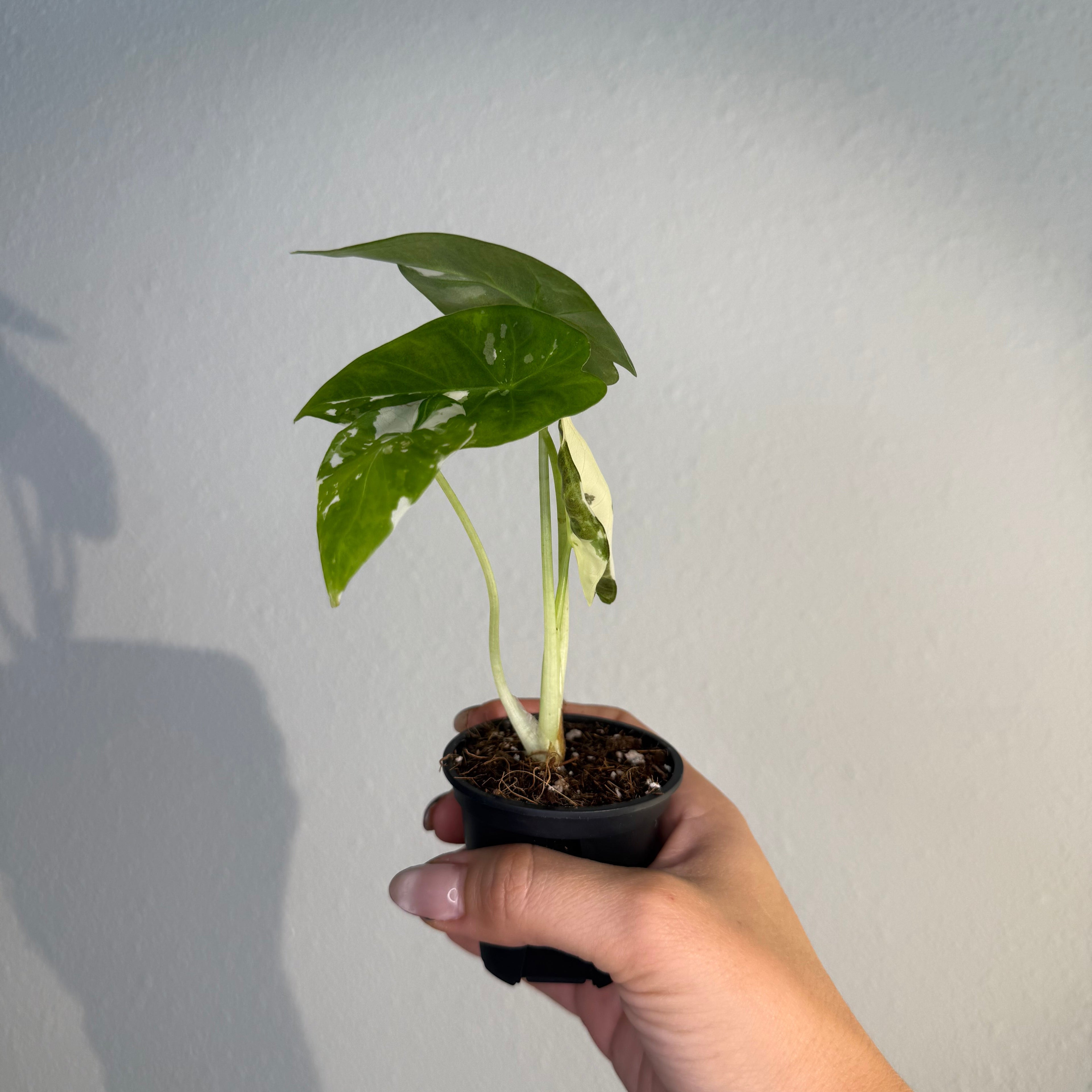 Alocasia Regal Shield Albo