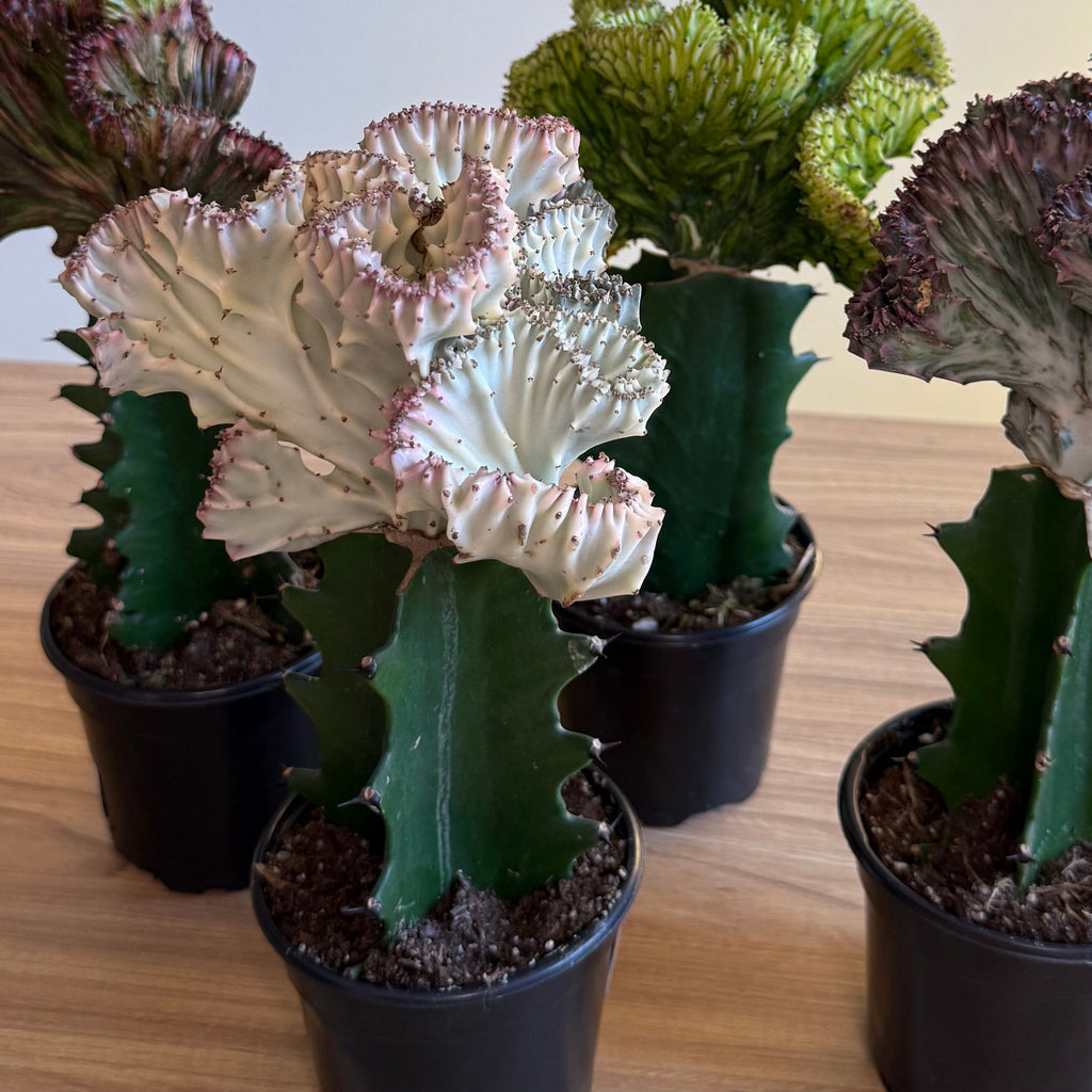 4 - Mermaid tail Cactus Bundle