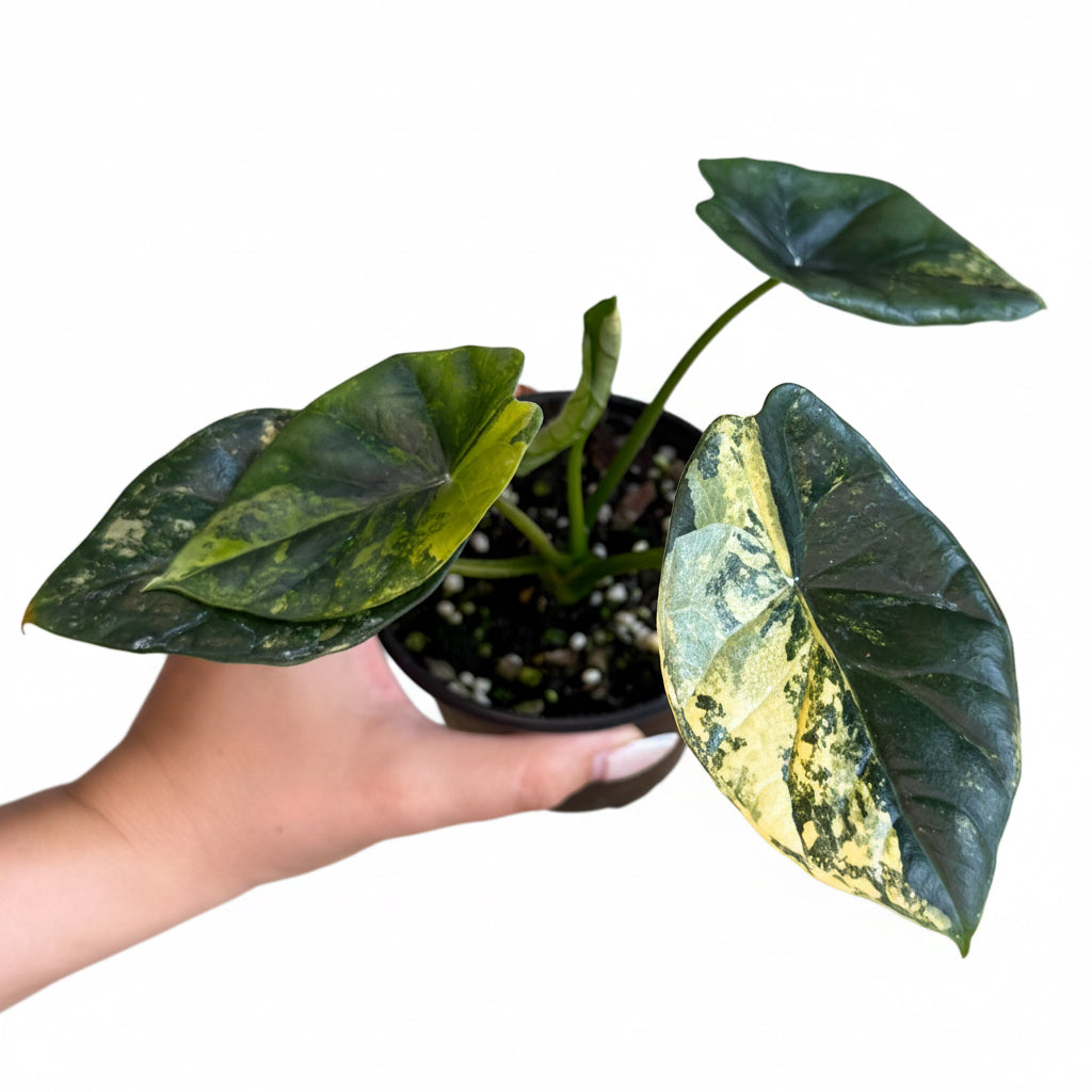 Alocasia Sinuata Aurea 4”