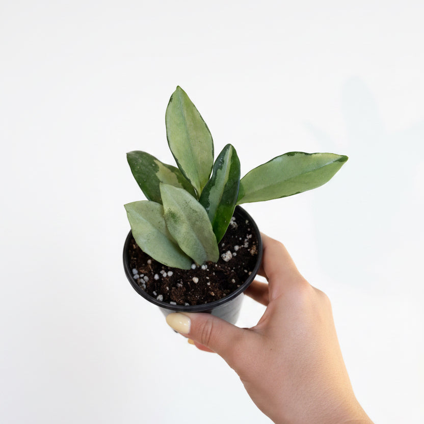 3- Hoya Silver Bundle