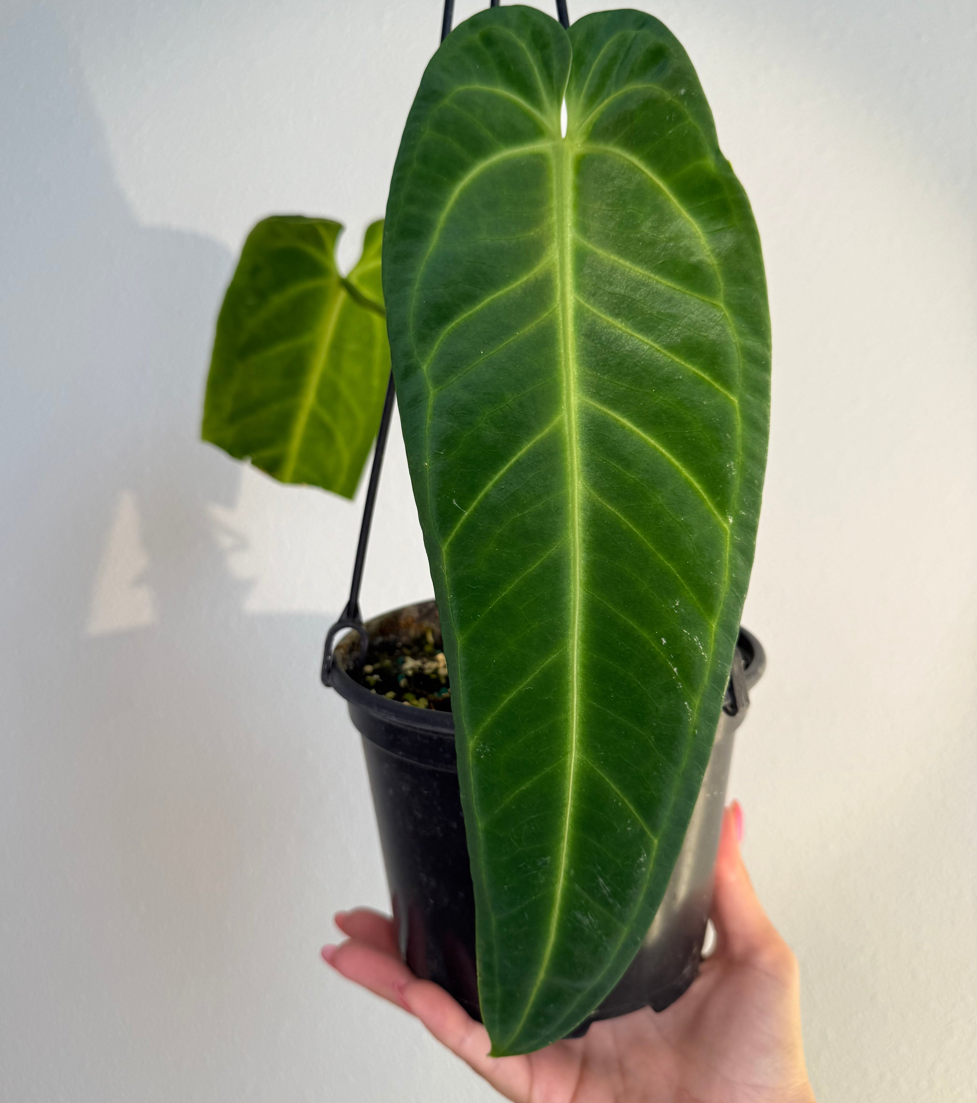 Anthurium Warocqueanum
