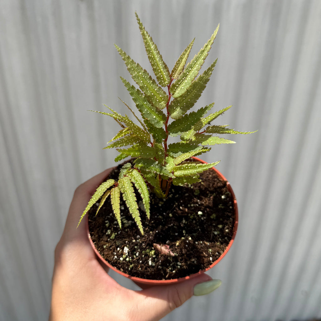 Begonia Pteridiformis 4”