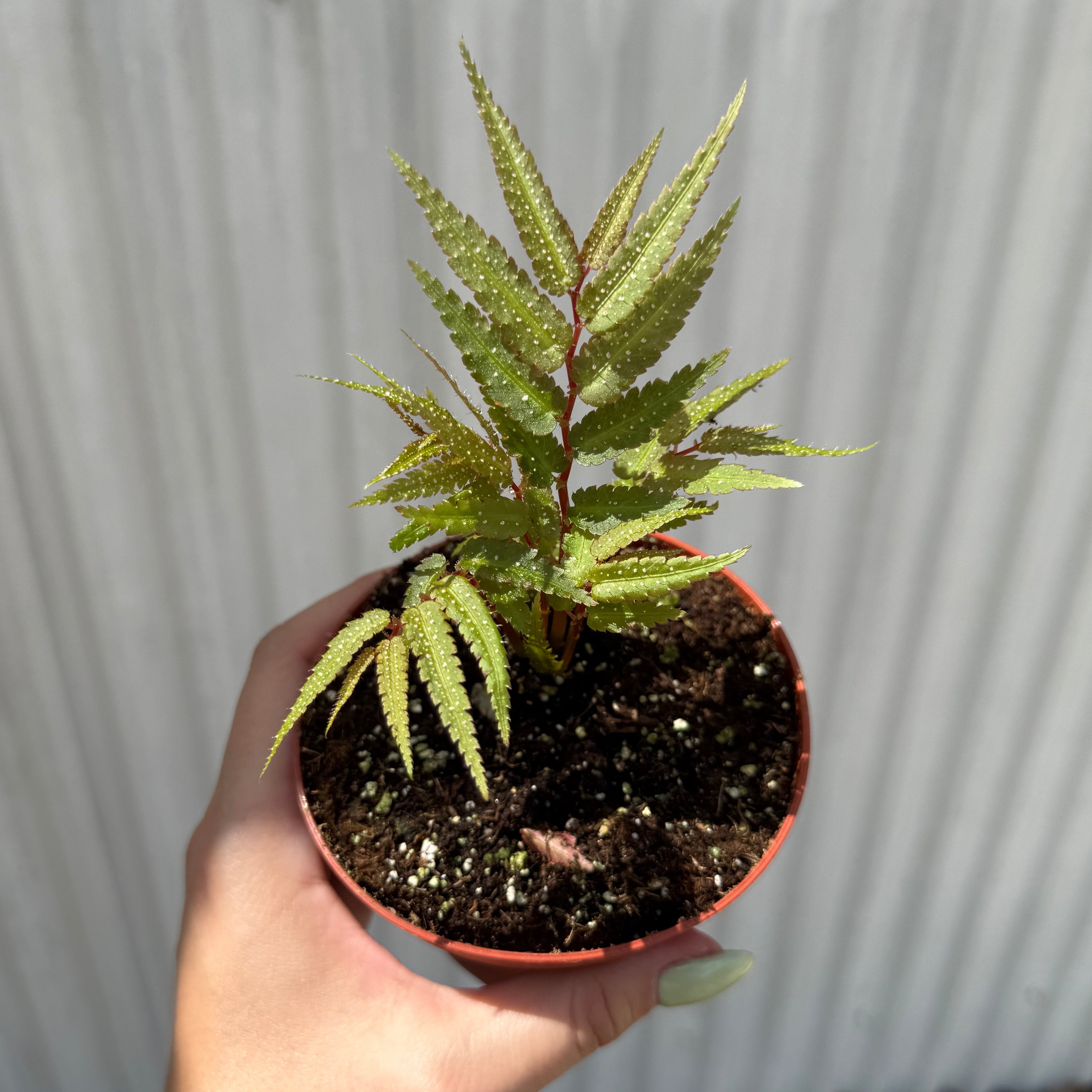 Begonia Pteridiformis 4”