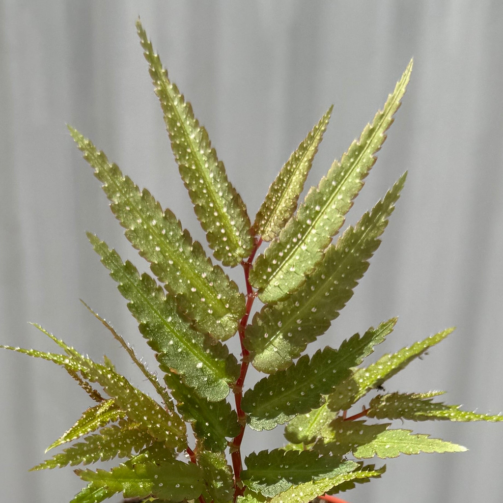 Begonia Pteridiformis 4”