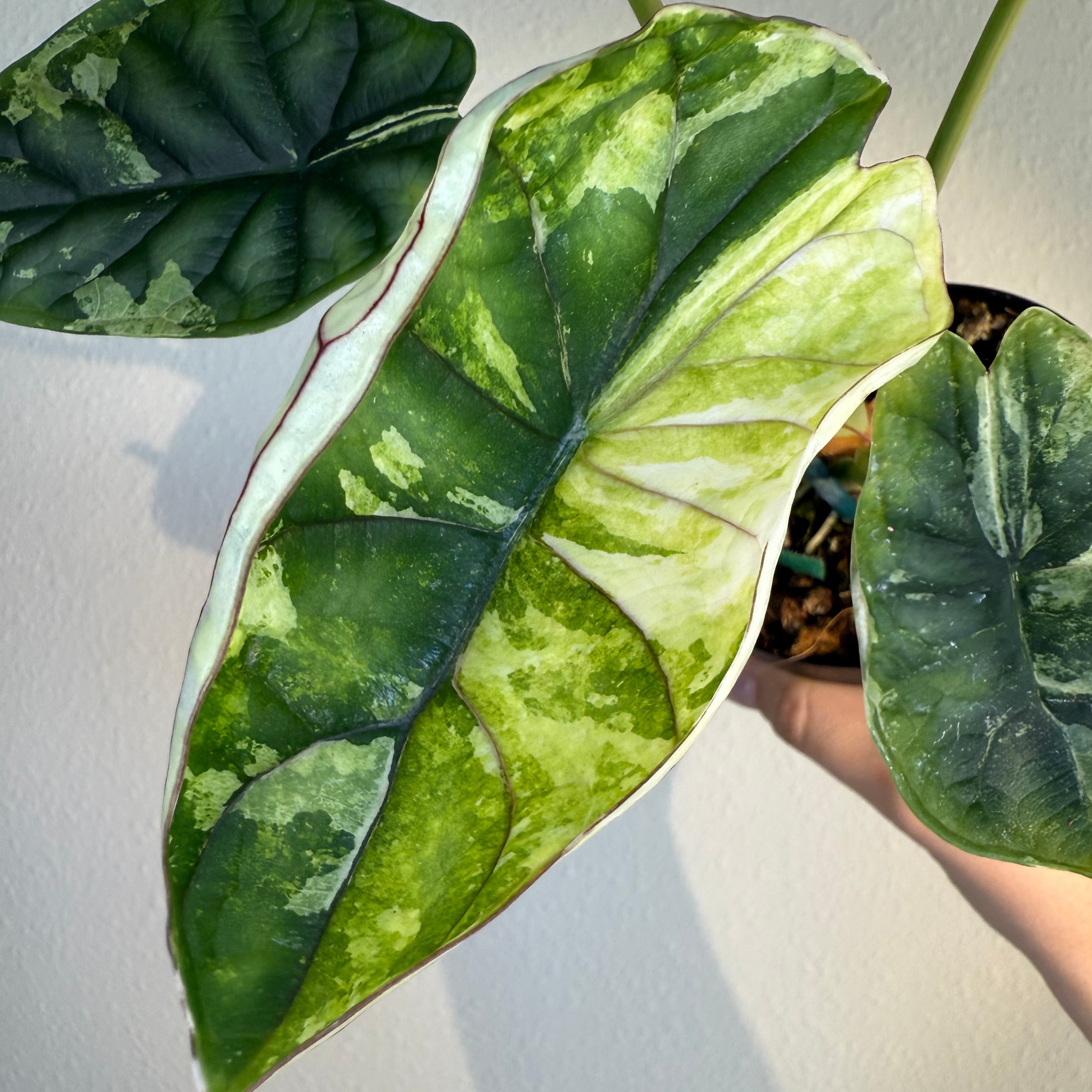 Alocasia Dragon scale mint