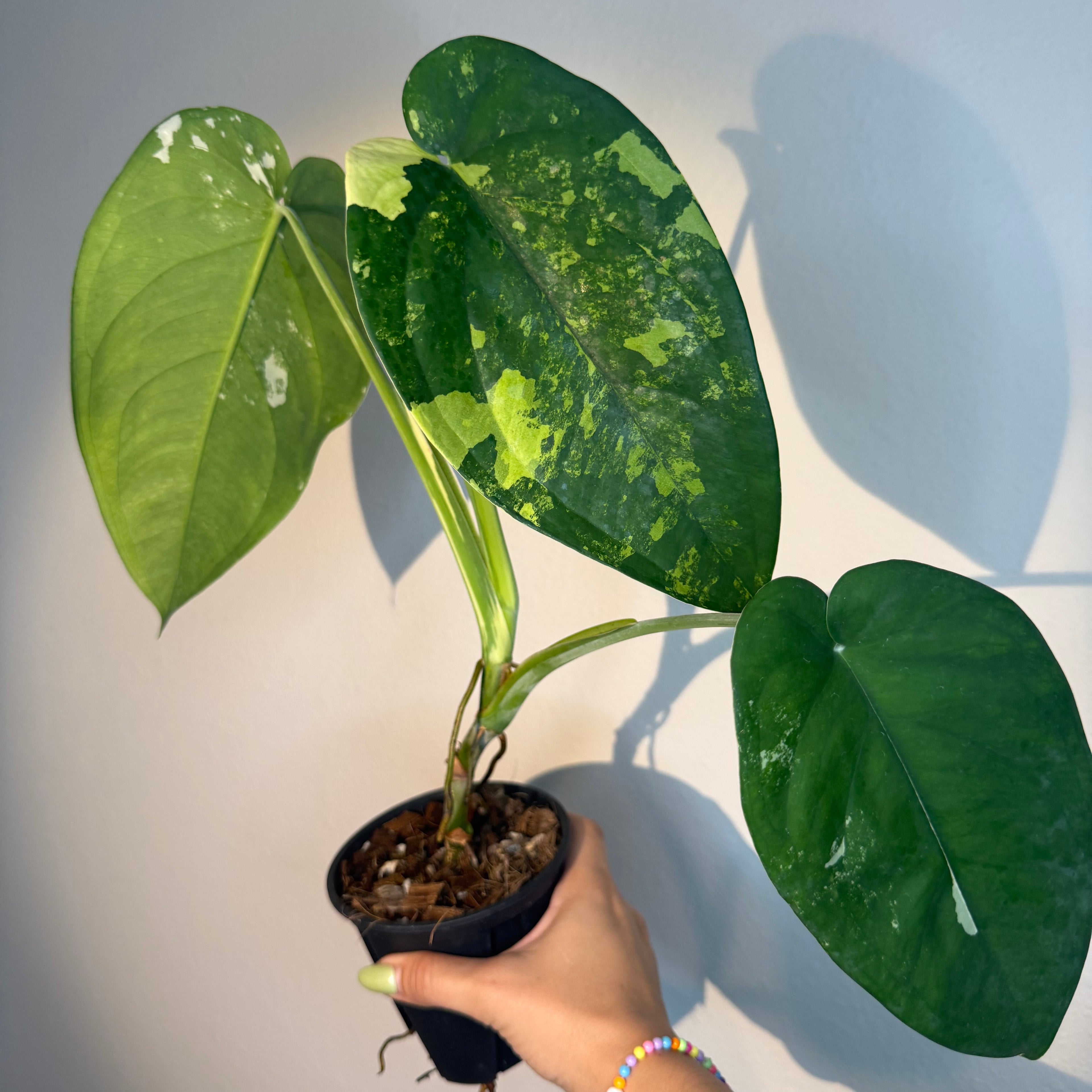 Syngonium Chiapense Albo 4”