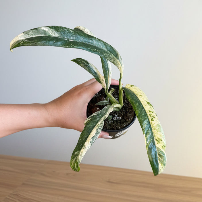 Epipremnum Giganteum Marble 4”