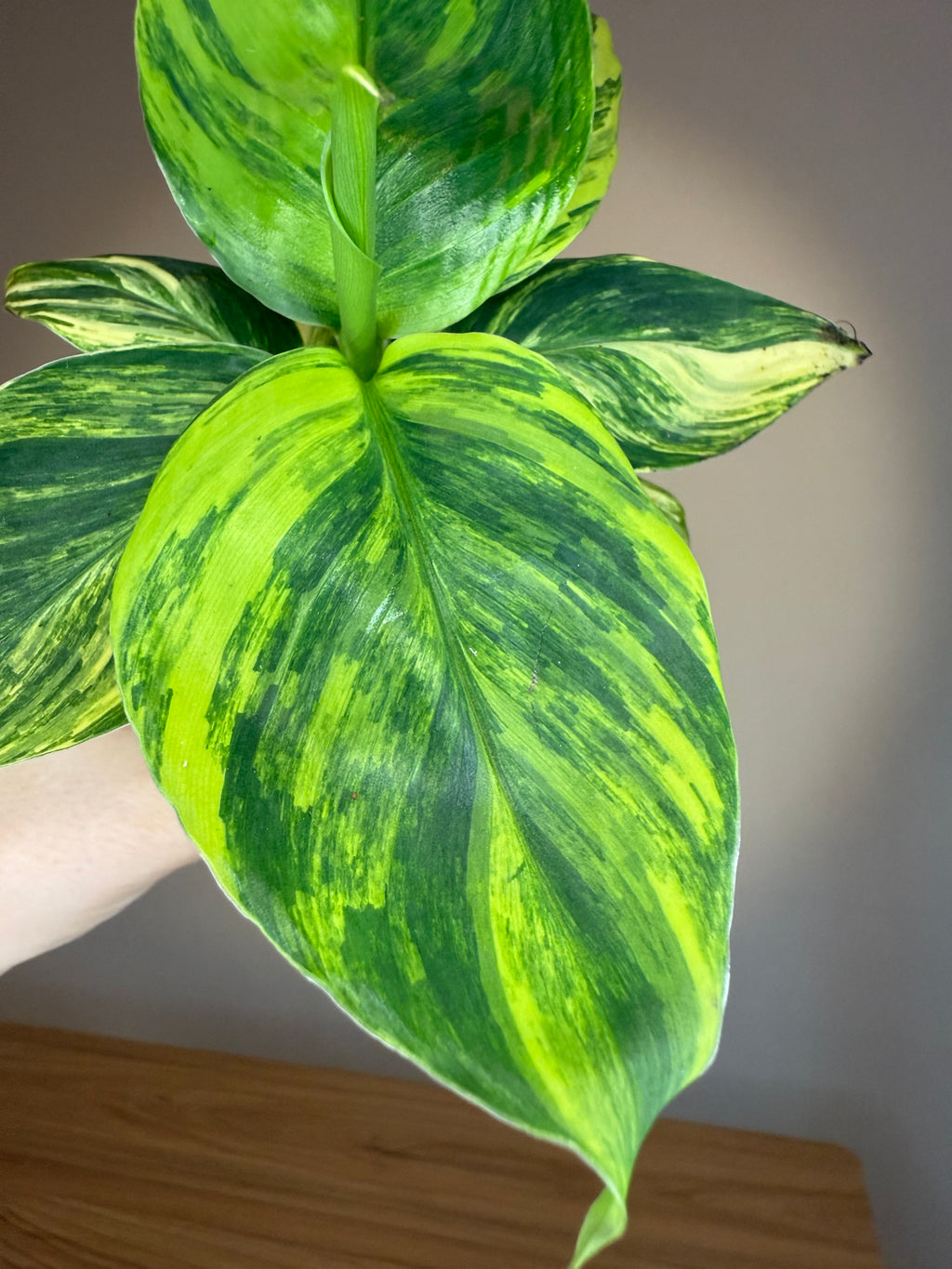 Musa Yellow Variegated