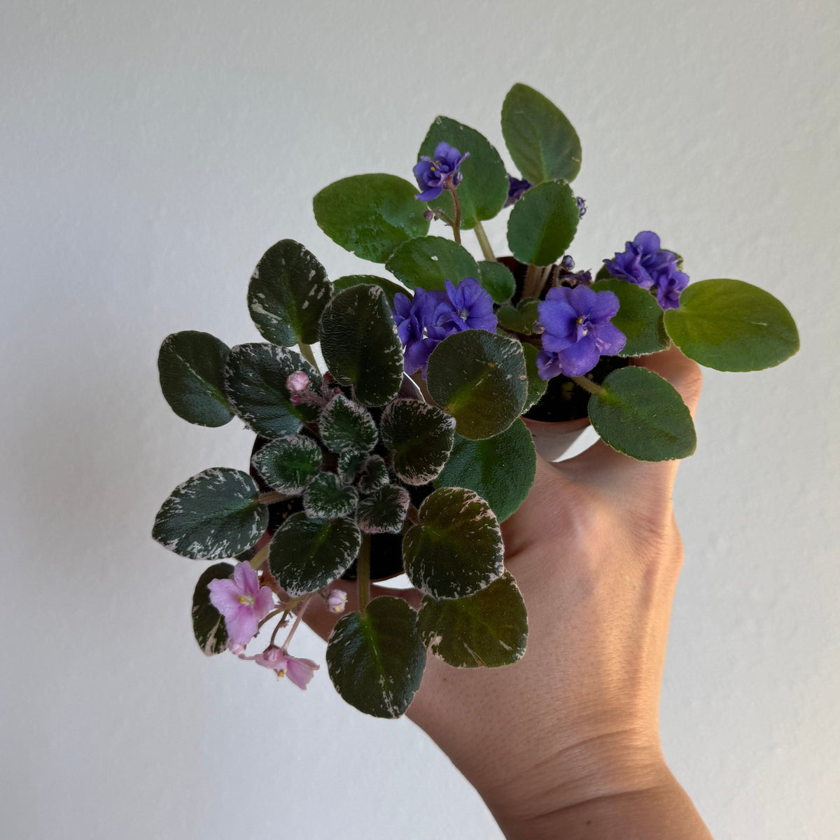 Mini African Violet 2” - 3 Plants Bundle