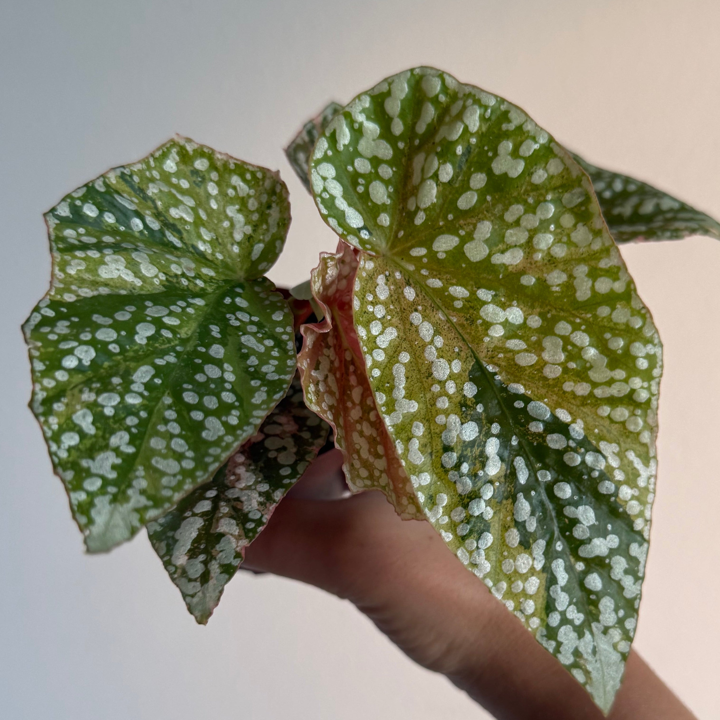 Begonia Snowcapped Pink Var 3”