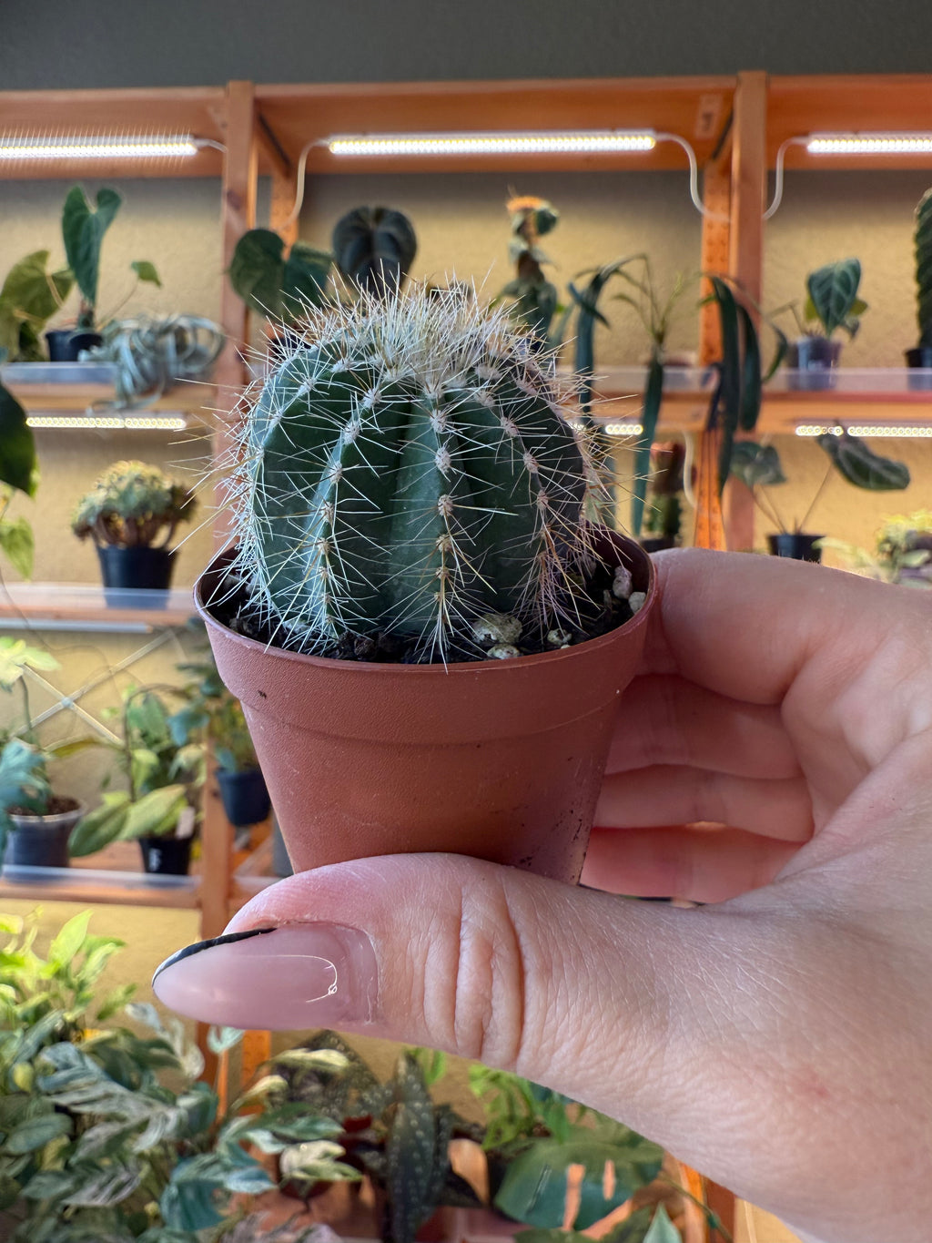 2” Assorted Cactus