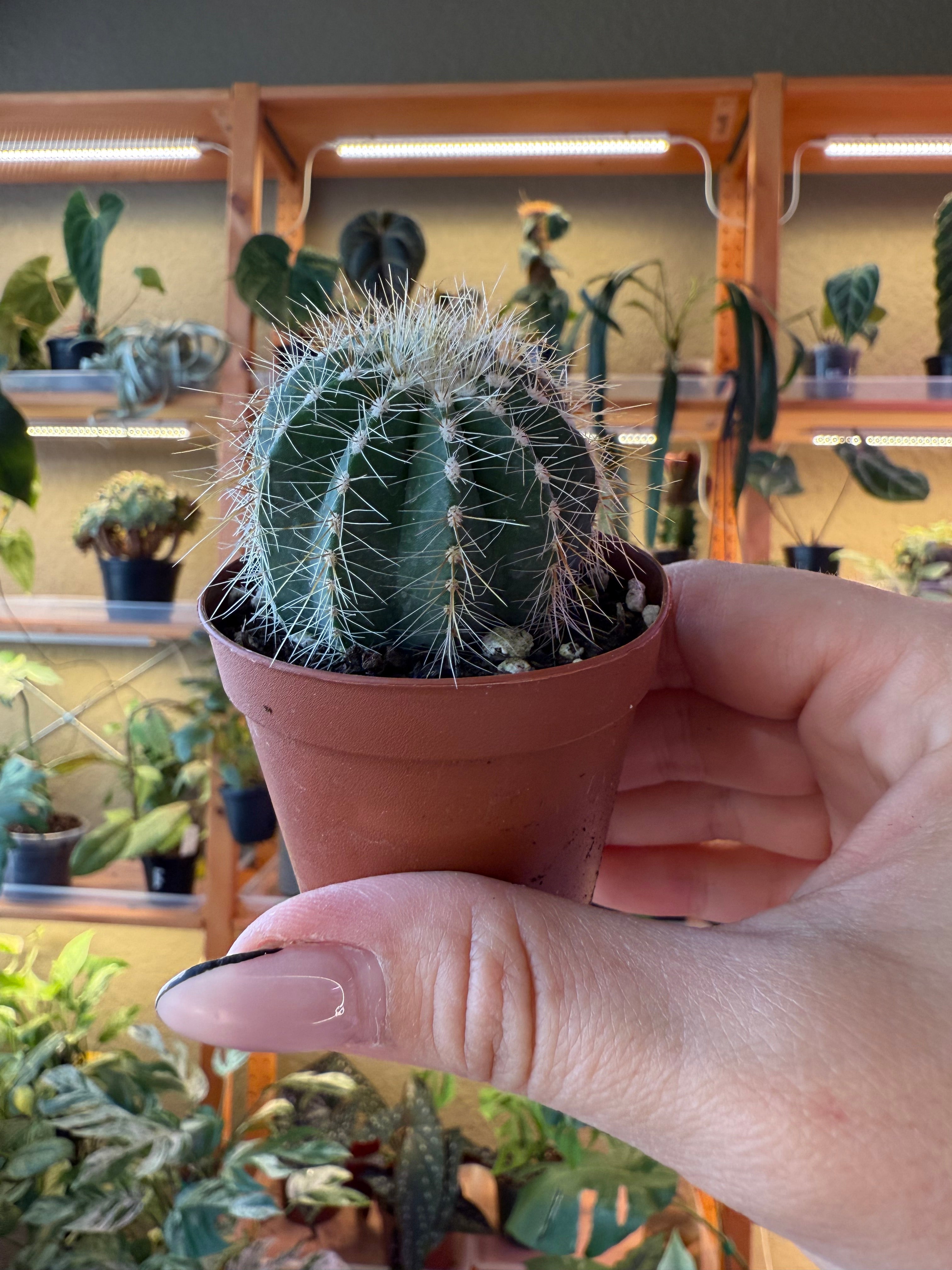 2” Assorted Cactus