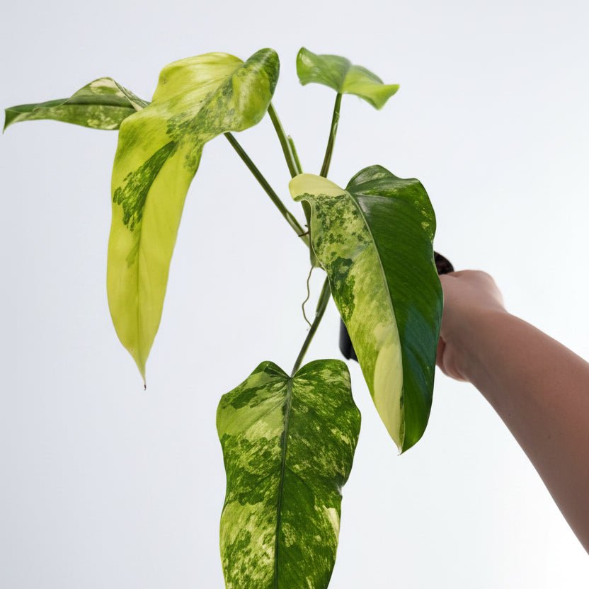 Philodendron Domesticum 4”