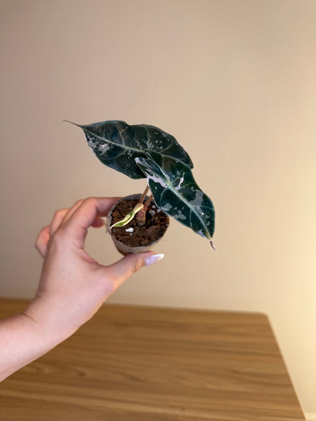 Alocasia Amazonica Polly Pink