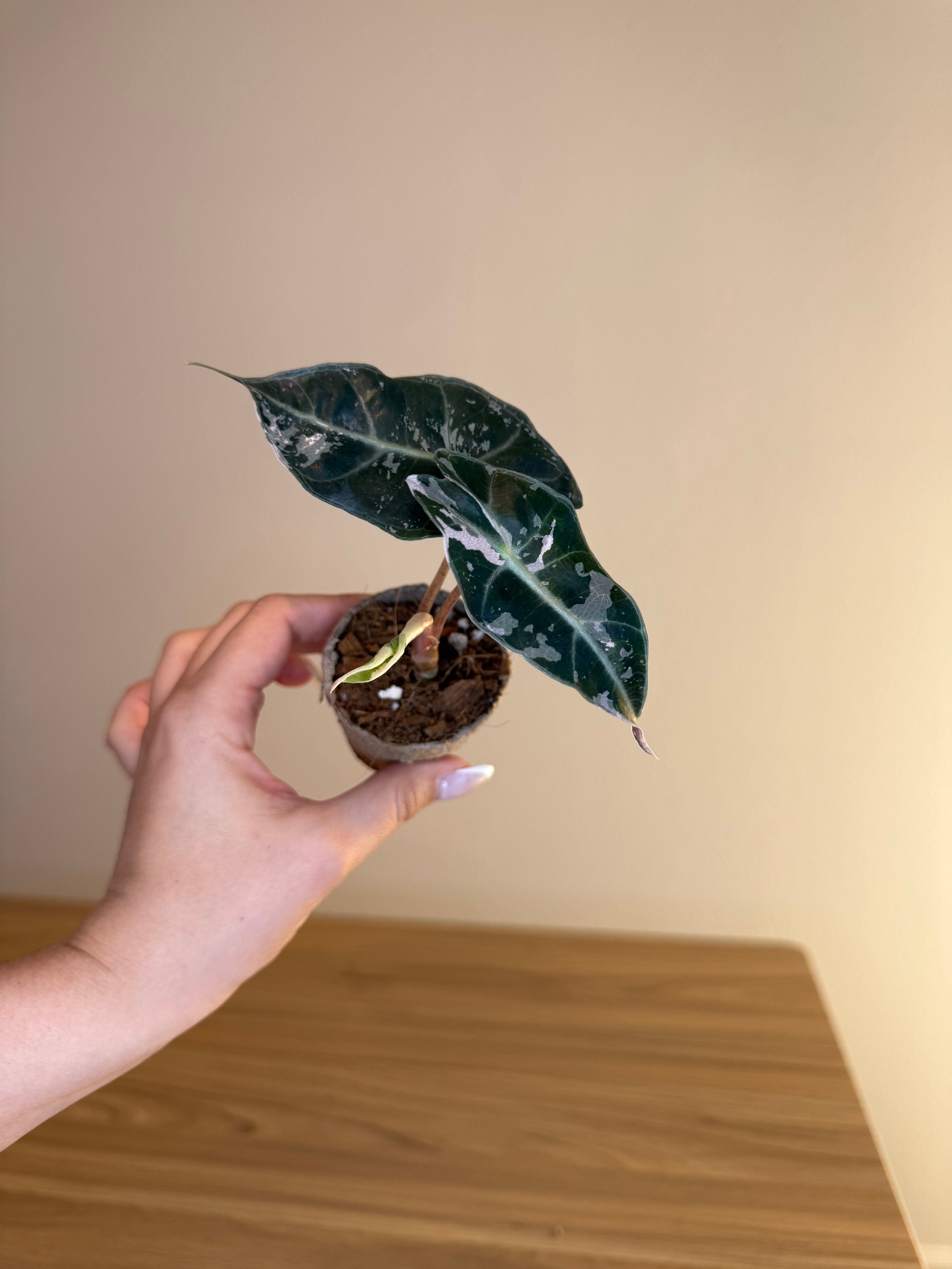 Alocasia Amazonica Polly Pink