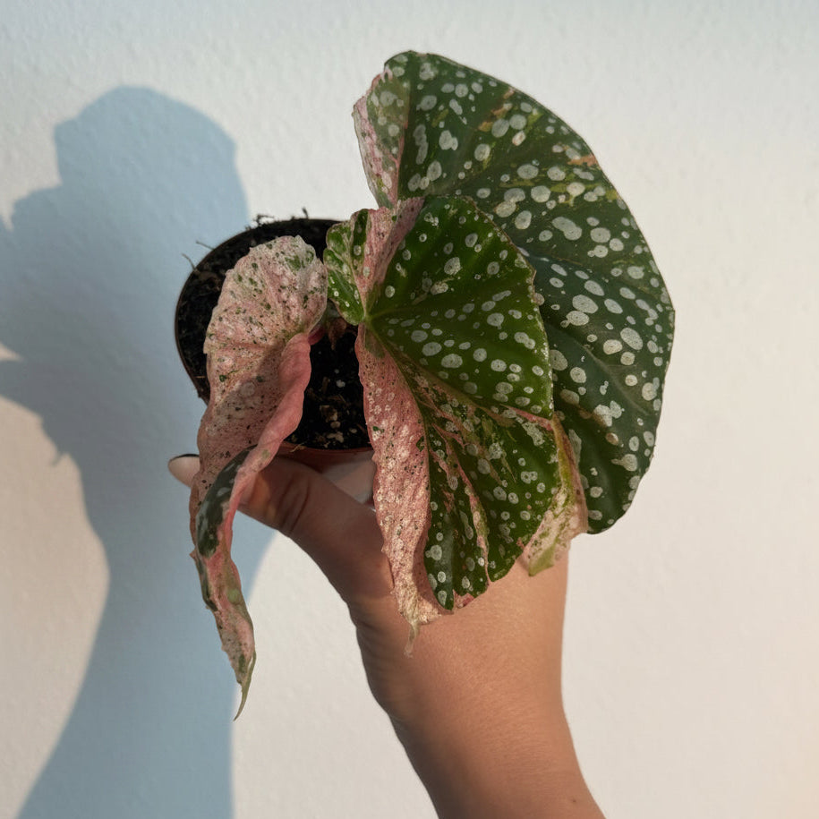 Snow Capped Begonia - Pink Variegated