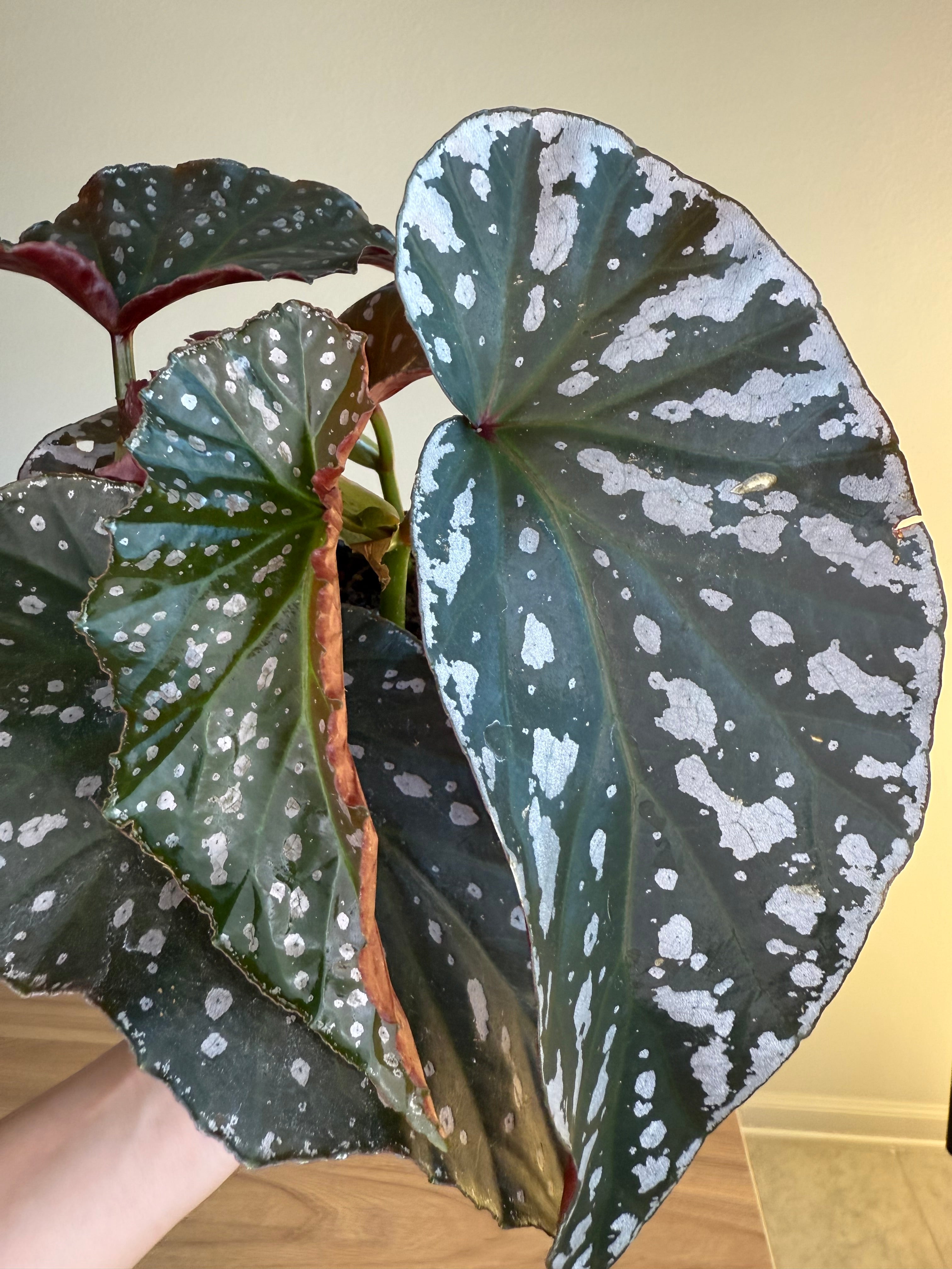 Begonia Silver Eagle 6”