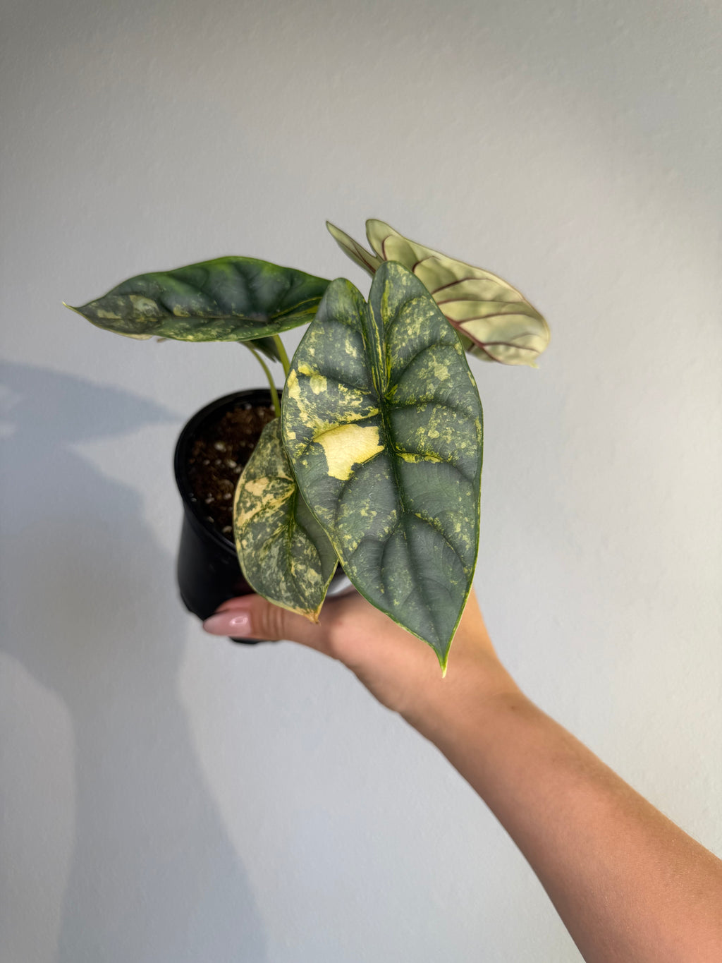 Alocasia Silver Dragon Var