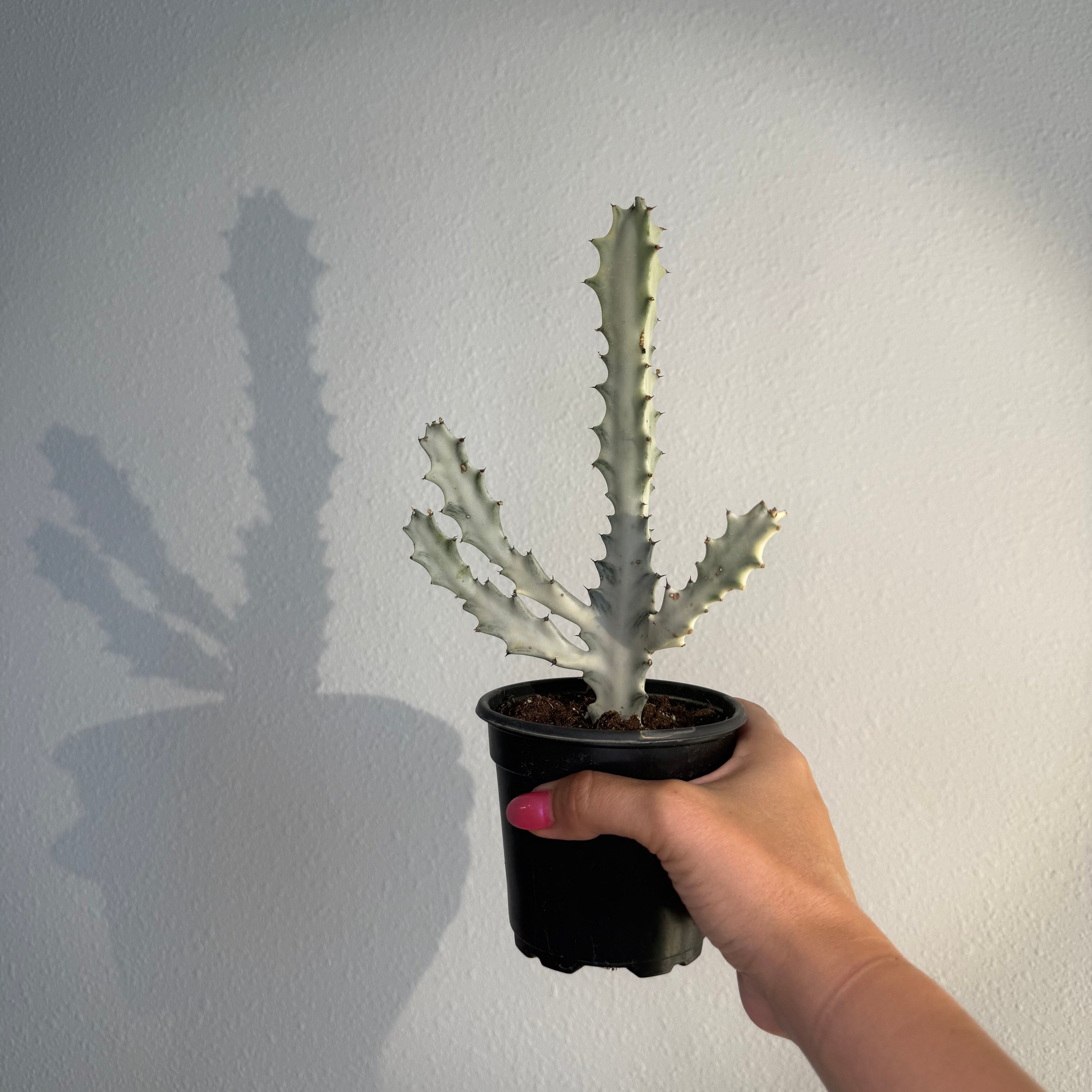 Euphorbia Láctea “ Ghost Cactus”