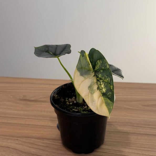 Alocasia Silver Dragon Var 4”