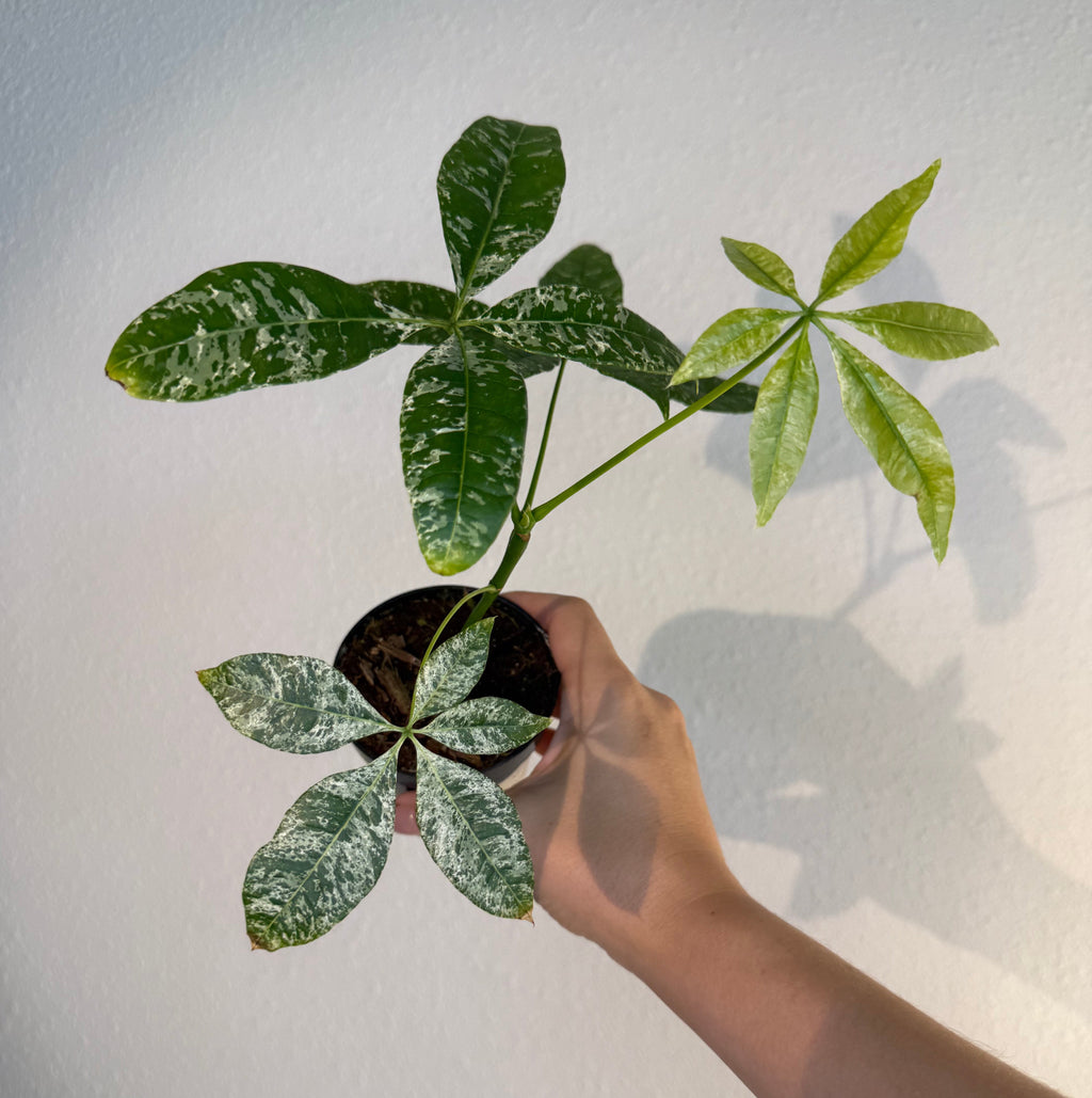 Money Tree Var