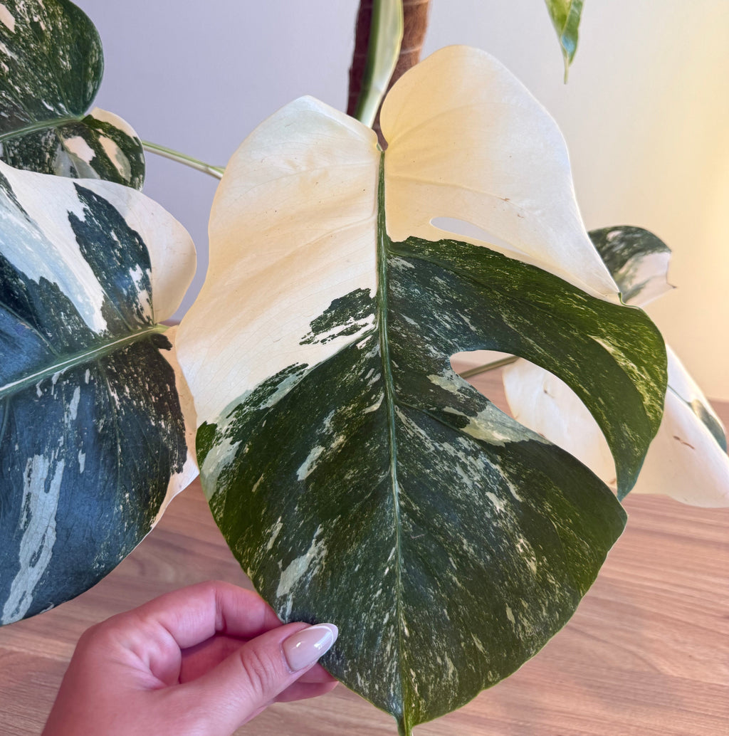 Monstera Albo Variegated 6”
