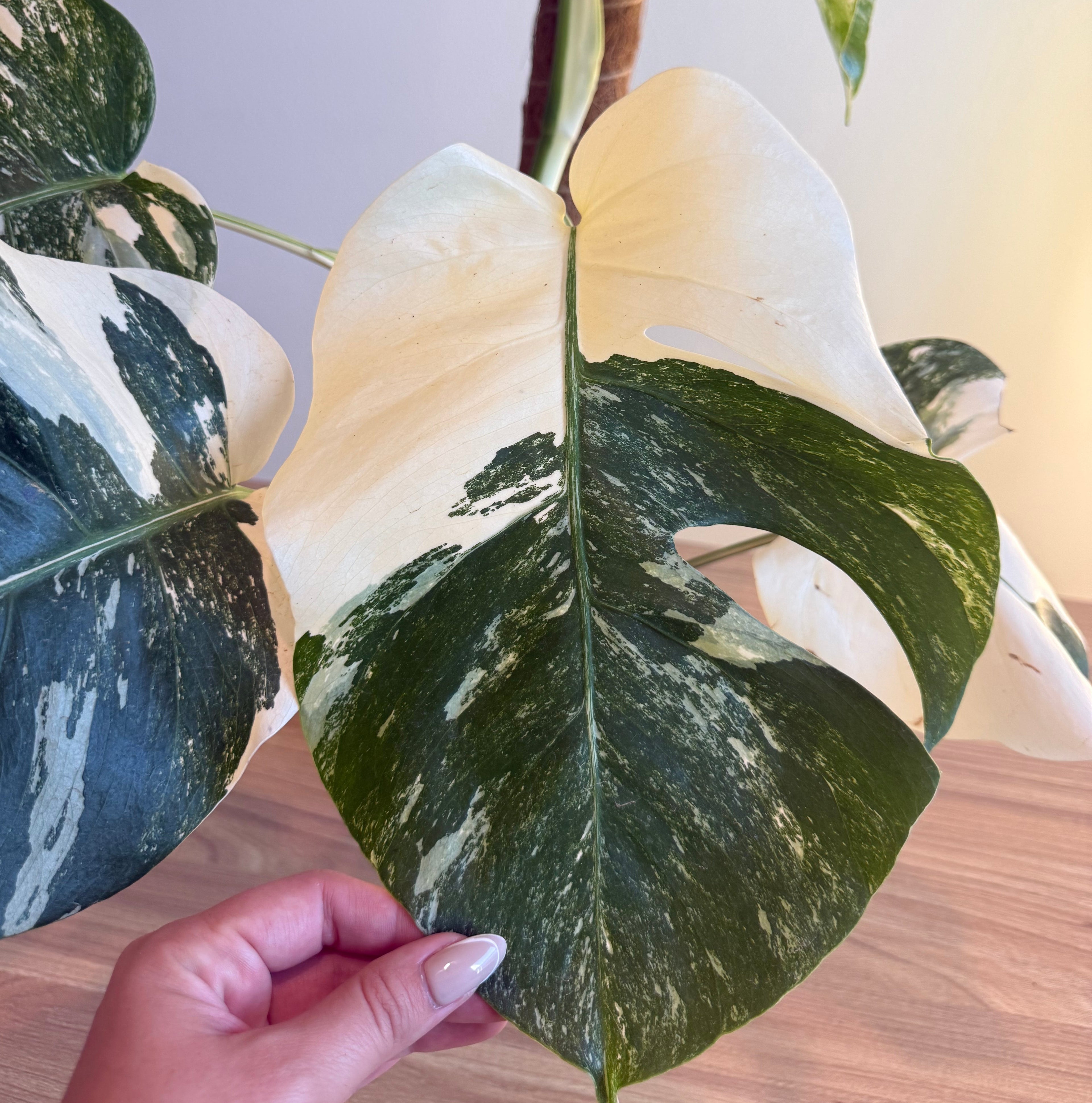 Monstera Albo Variegated 6”