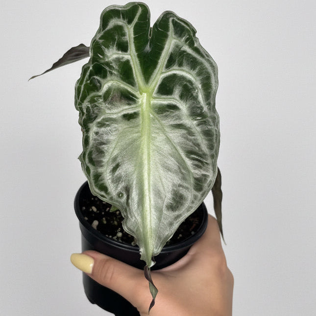 Alocasia Venom 4”