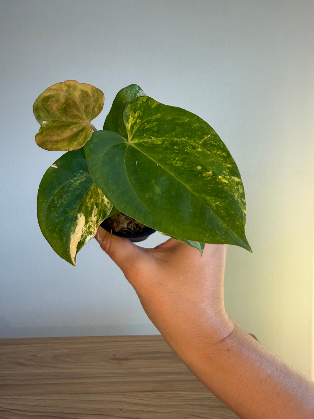 Anthurium papi x besseae var x AOS (Tezula)