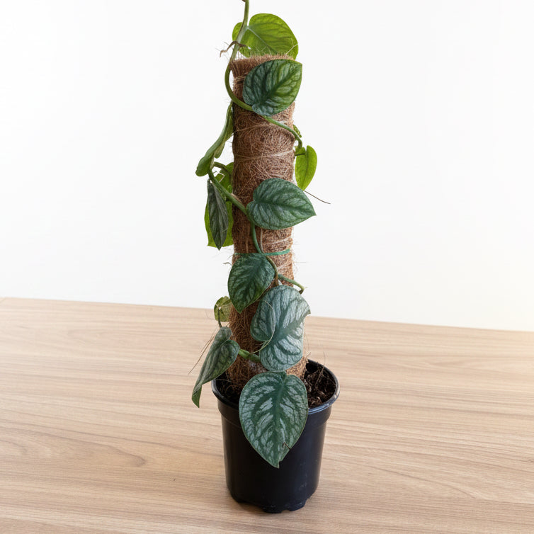 Monstera Dubia 4”