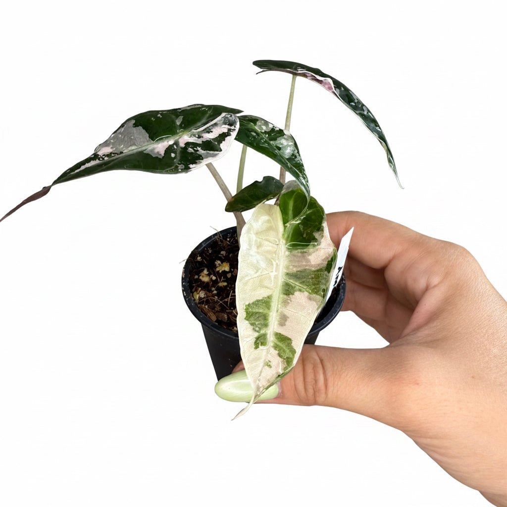 Alocasia Amazonica Polly Pink 2”