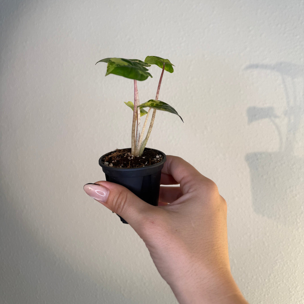 Alocasia Yucatán Princess Var