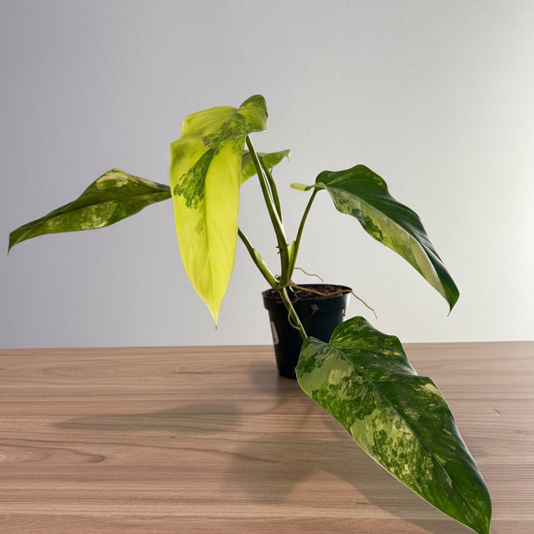 Philodendron Domesticum 4”