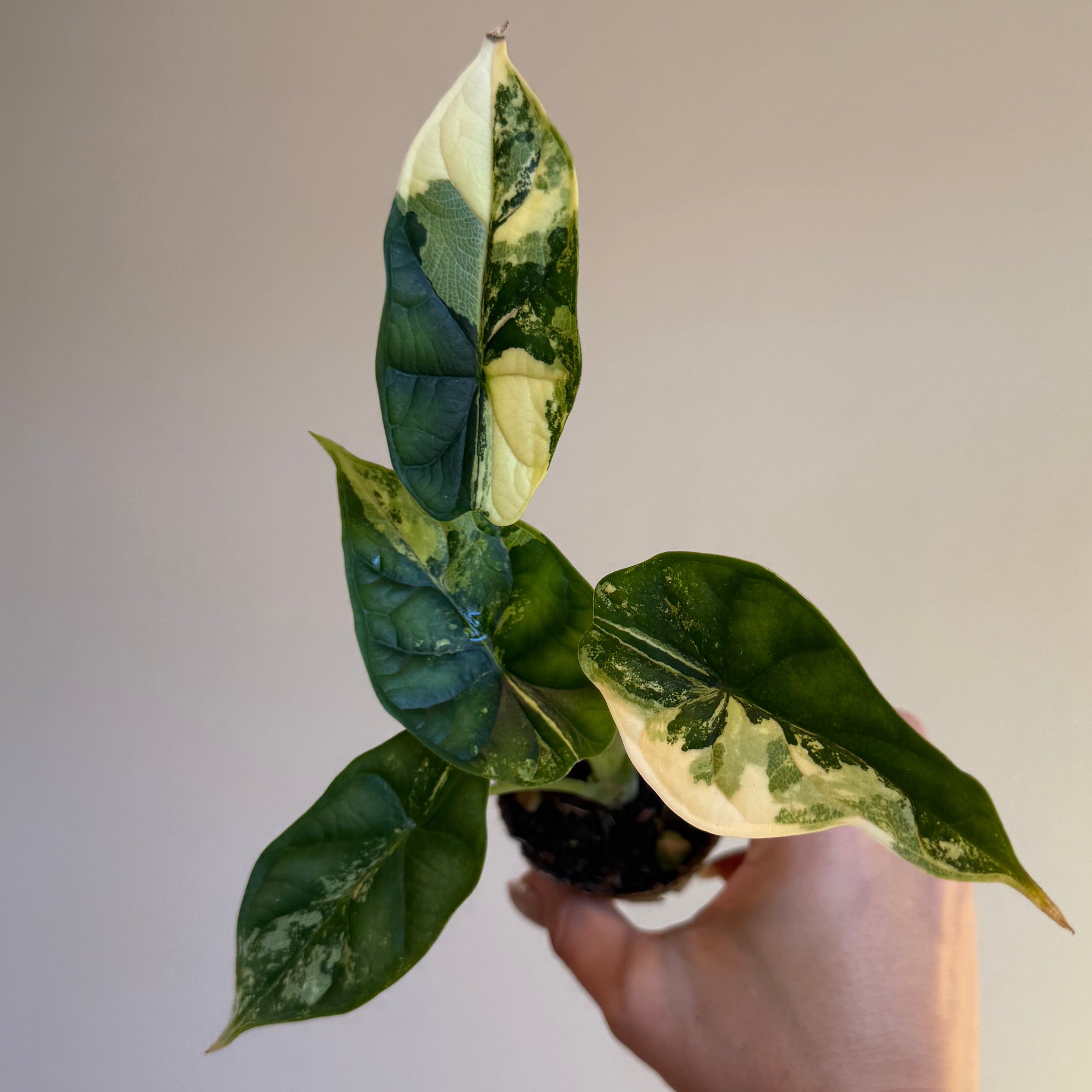 Alocasia Dragon scale albo 2”
