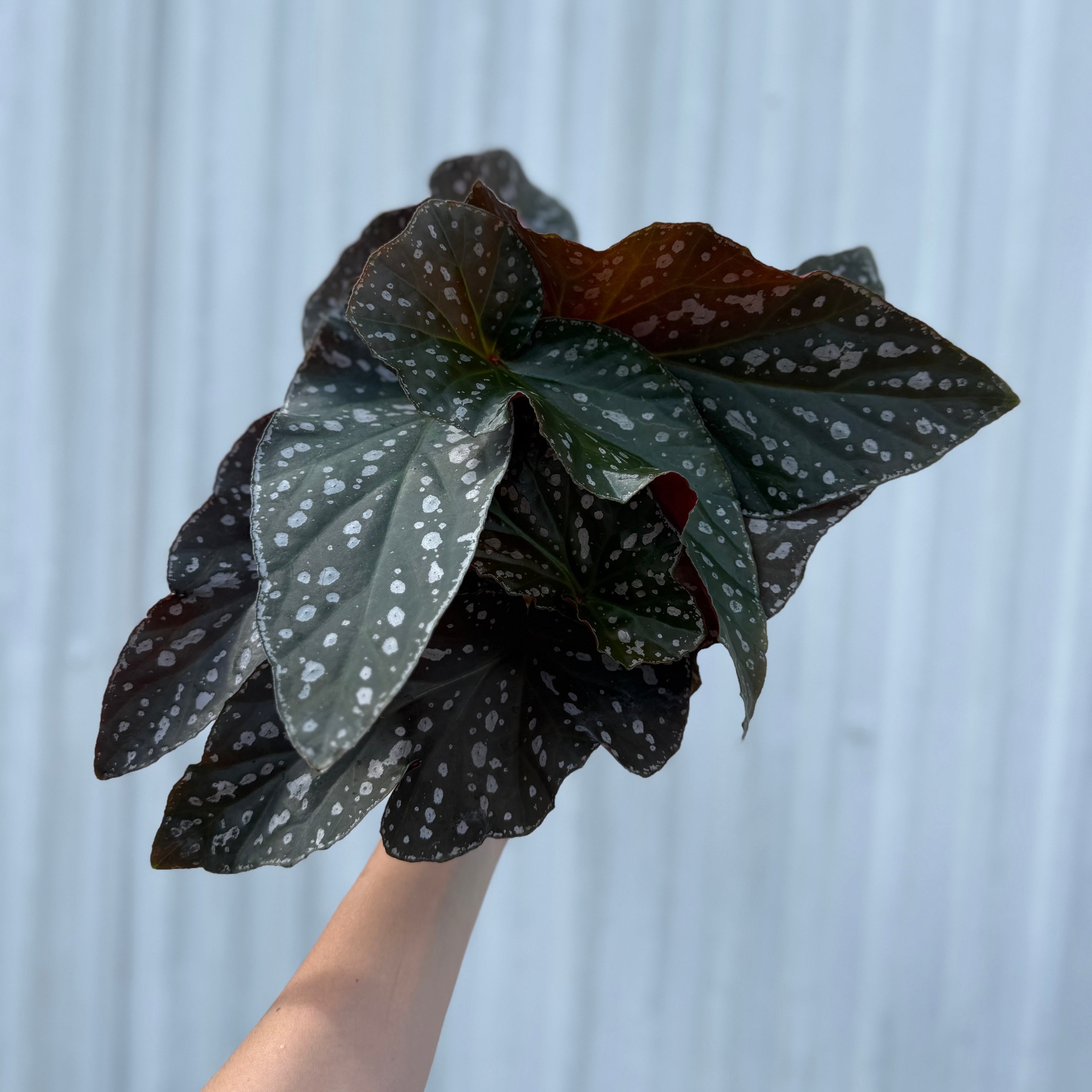 Begonia Silver Eagle 6”
