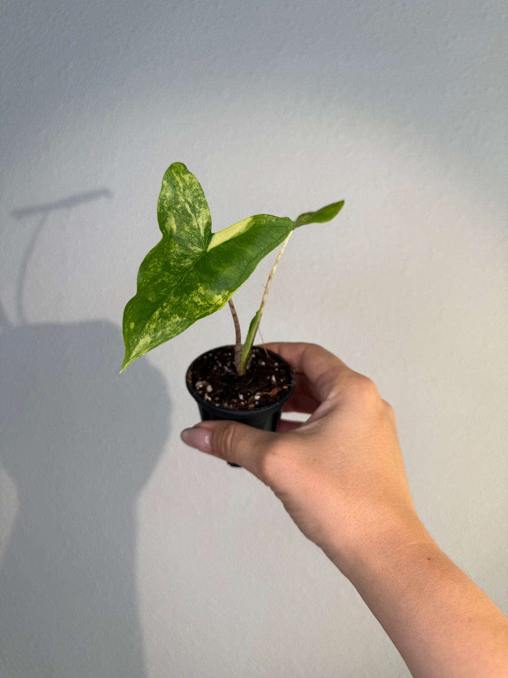 Alocasia Zebrina Tigrina Variegated