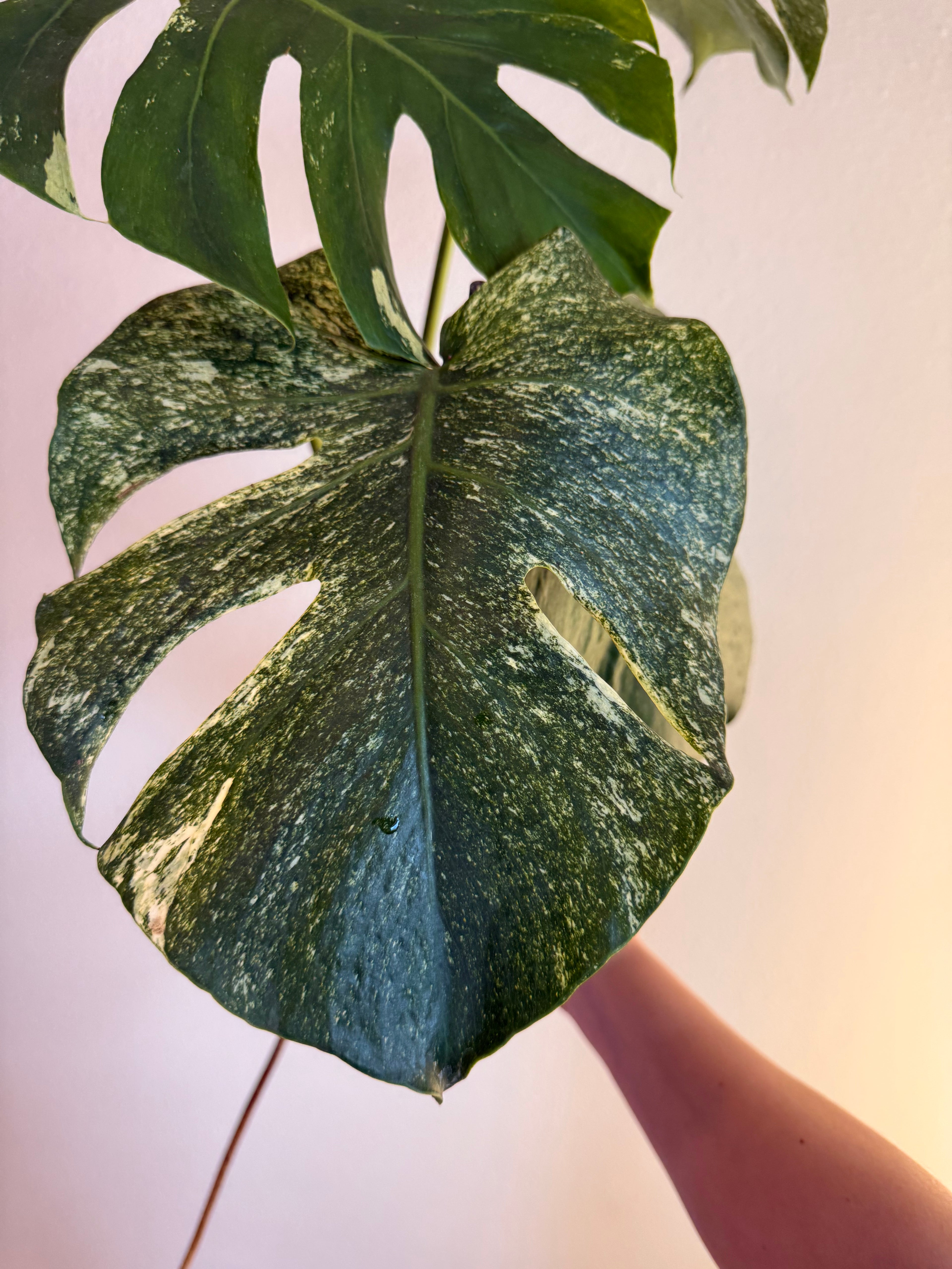 Monstera White monster splash