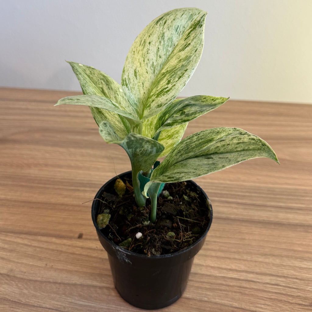 3- Variegated Scindapsus Bundle 3.5”