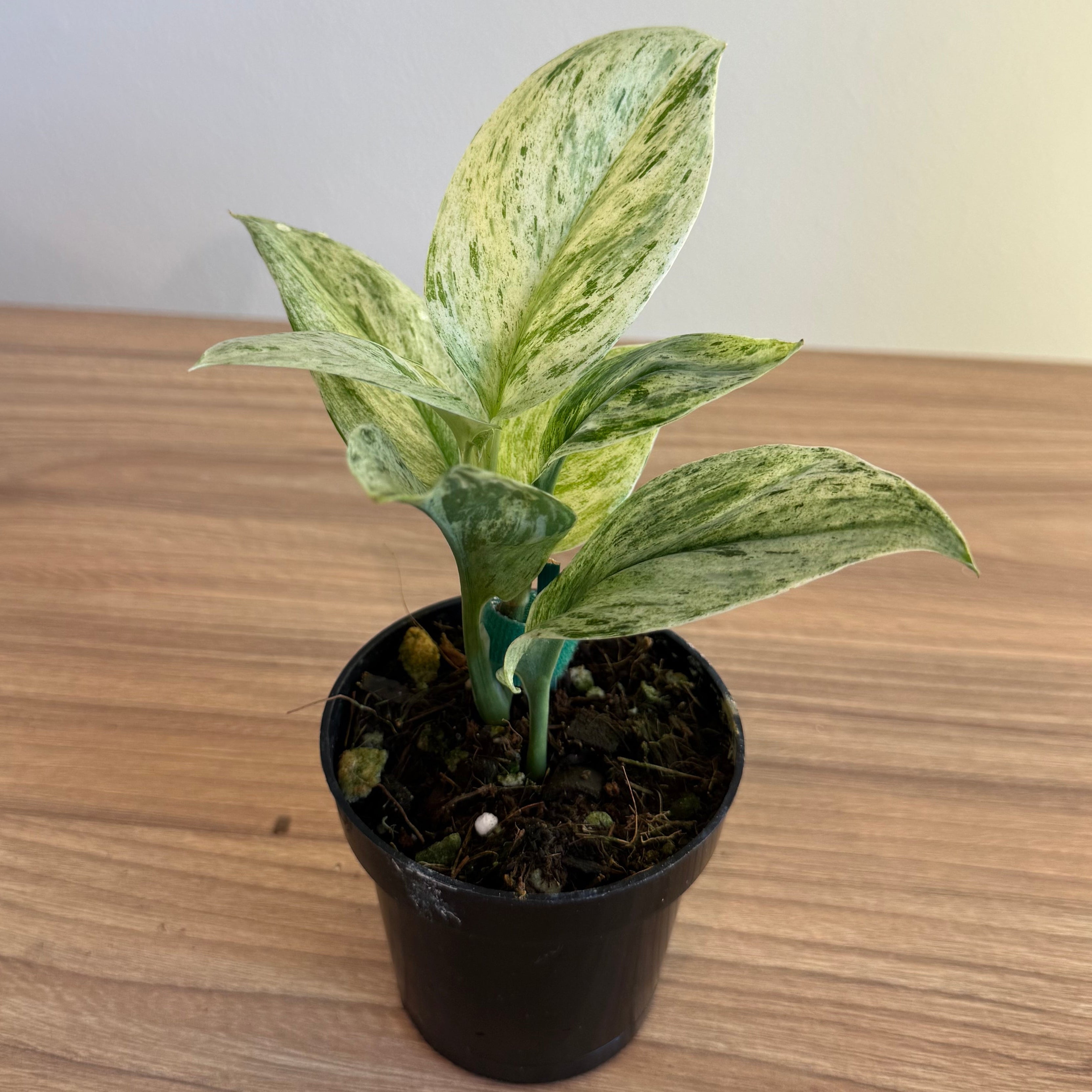 3- Variegated Scindapsus Bundle 3.5”